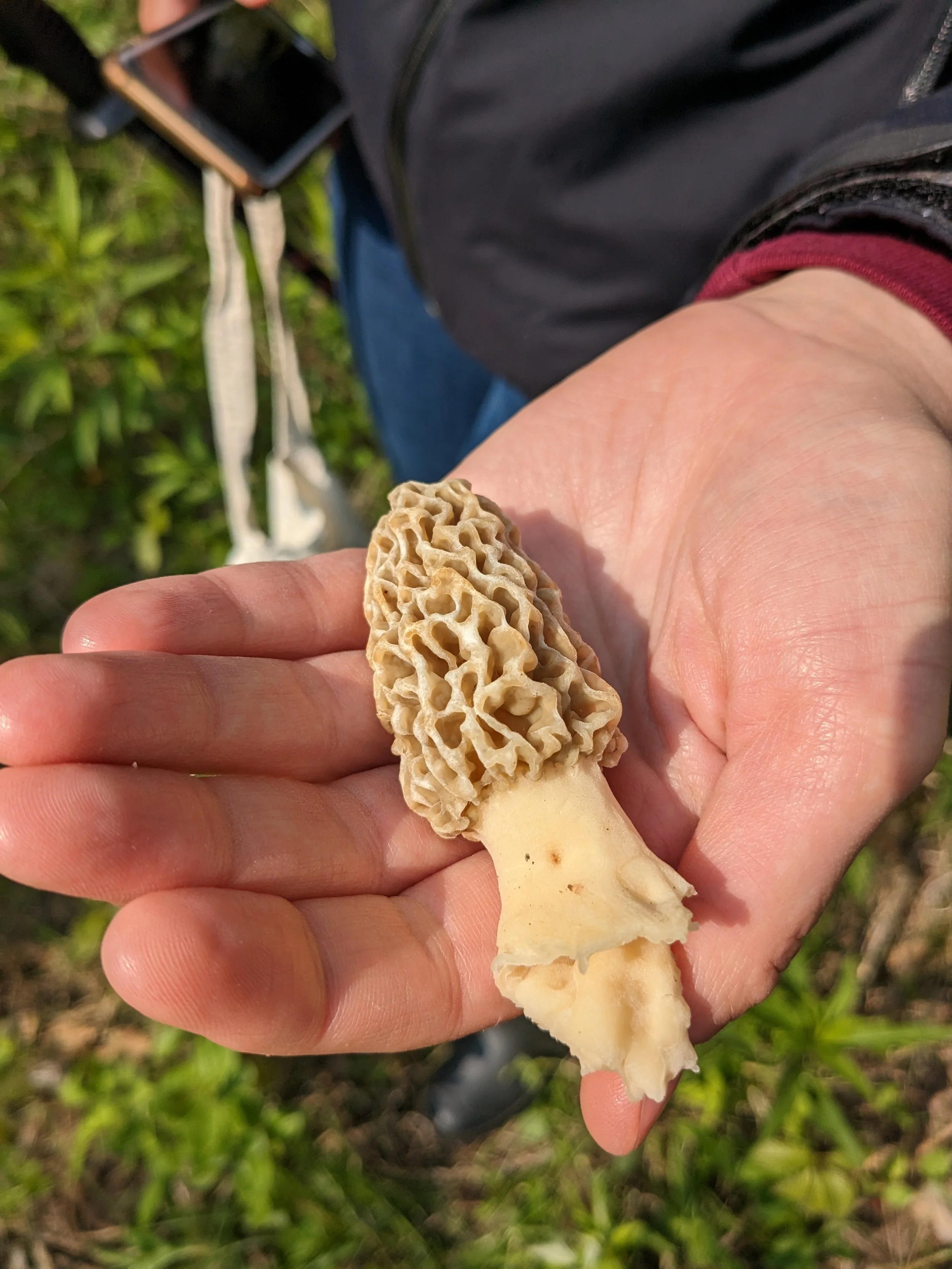 Morels &amp; Memories