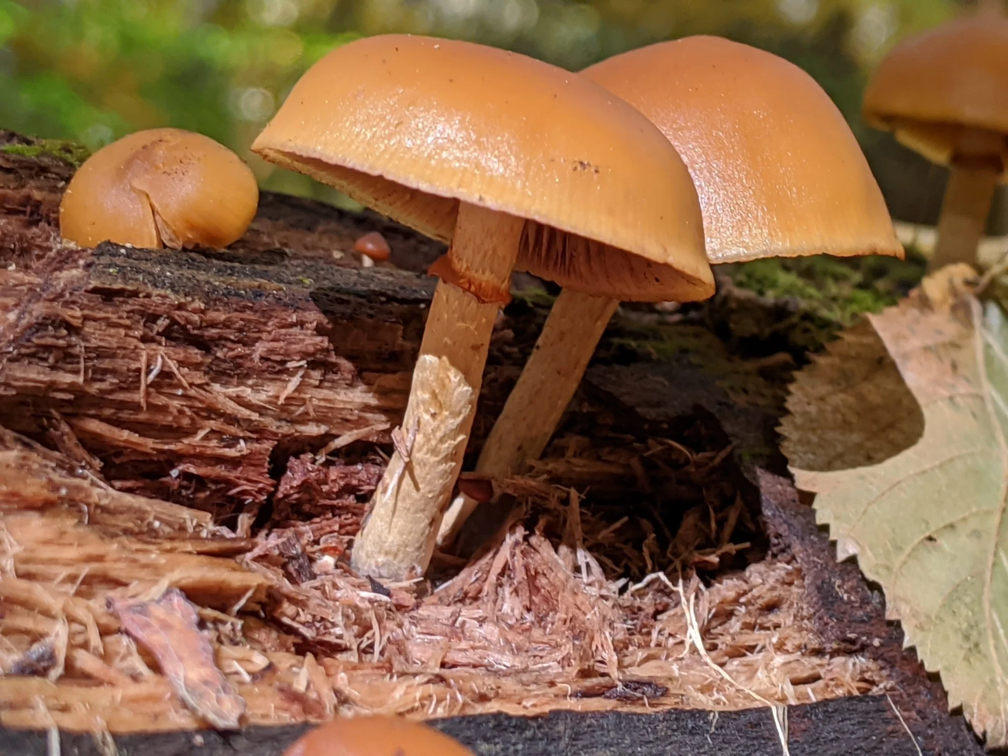 Deadly Galerina (Galerina marginata)