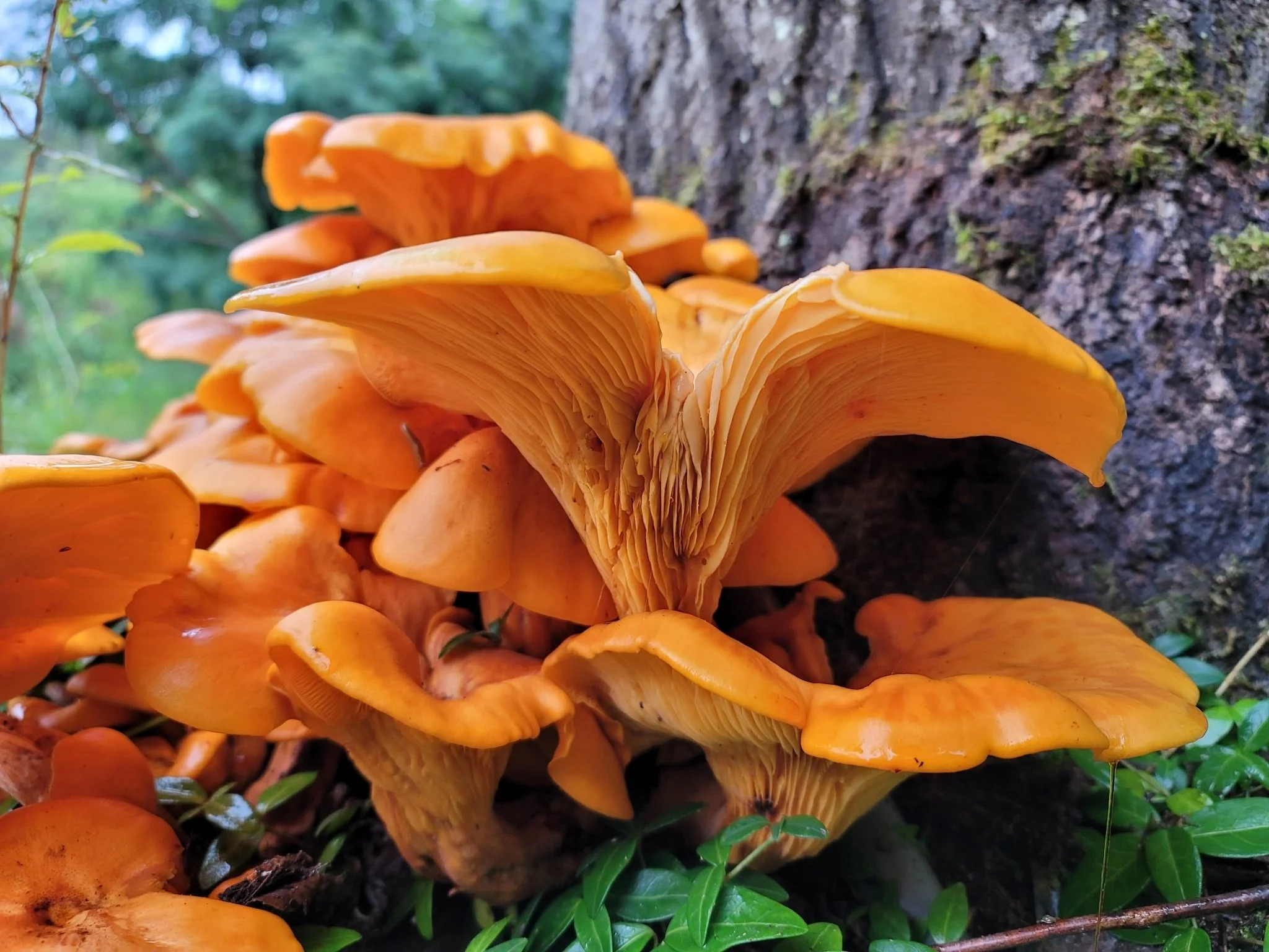 Jack O'Lantern (Omphalotus illudens)