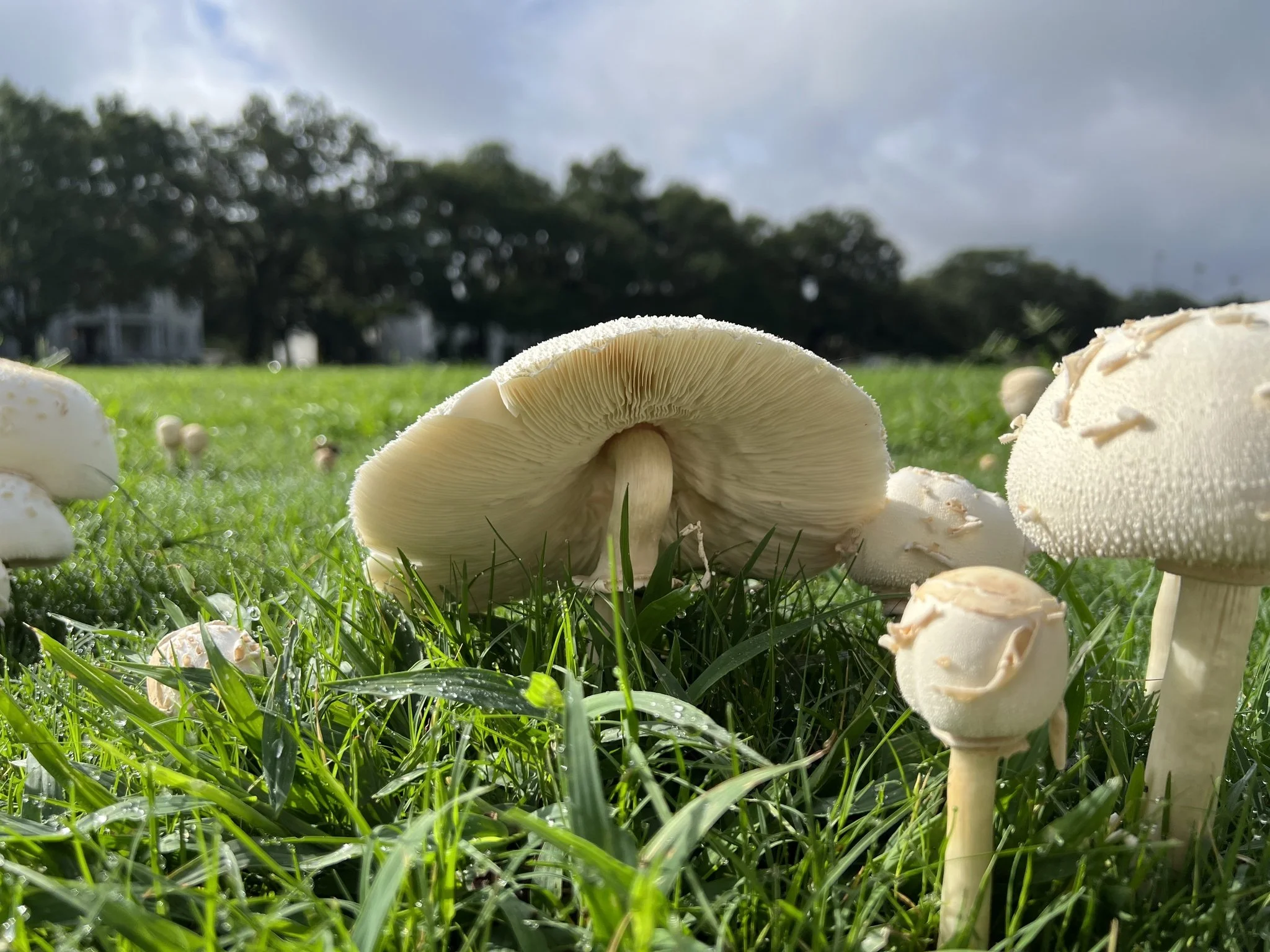 Green-Spored Parasol (Chlorophyllum molybdites)