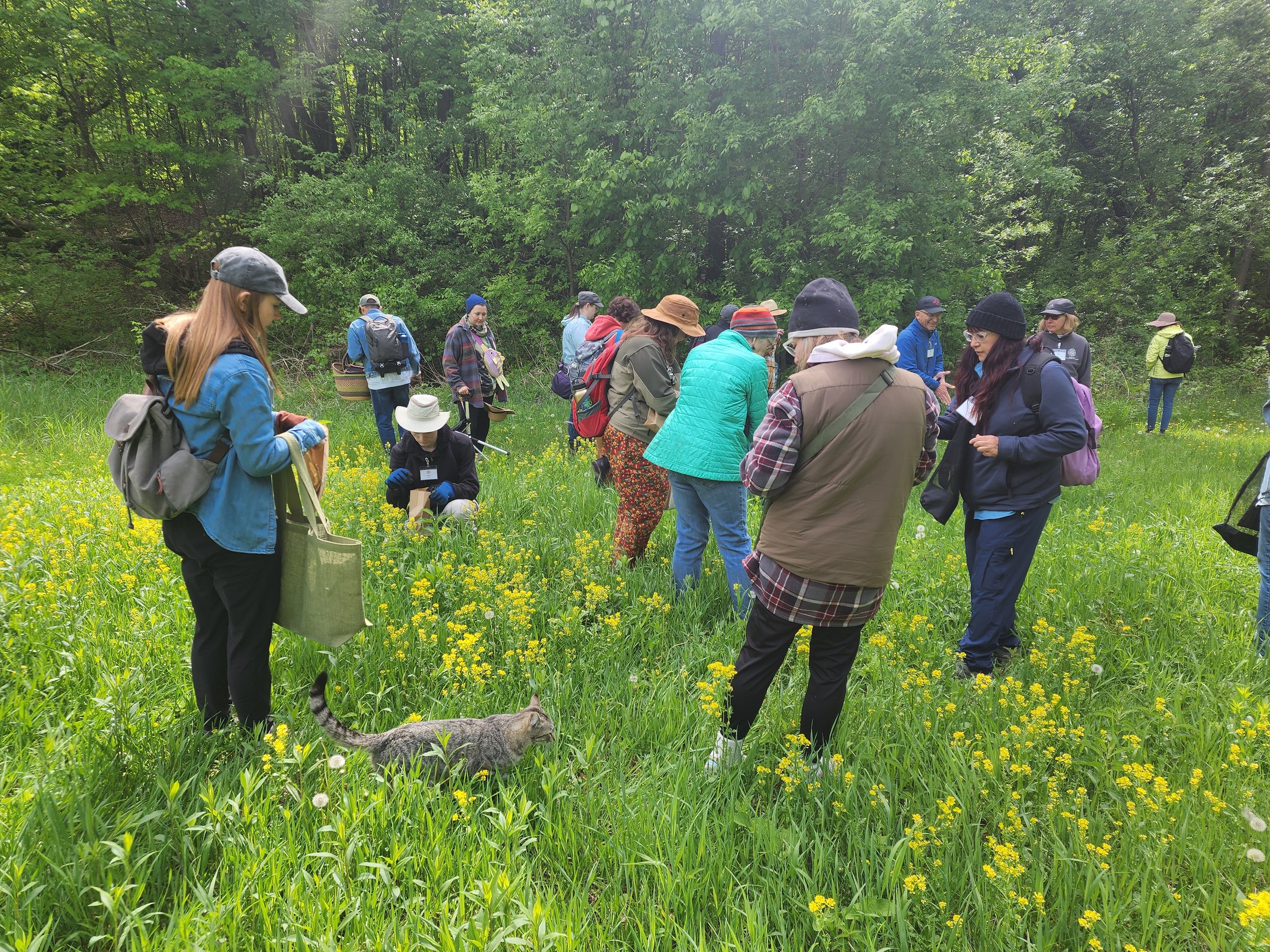 Wild Roots &amp; Shoots: Spring Plant Foraging