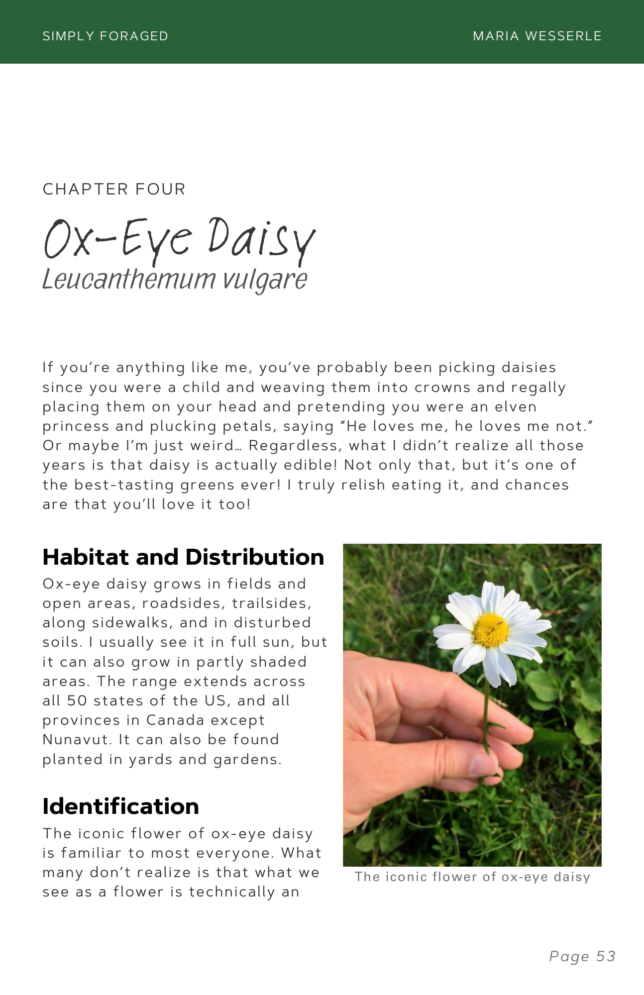 Ox-Eye Daisy.png