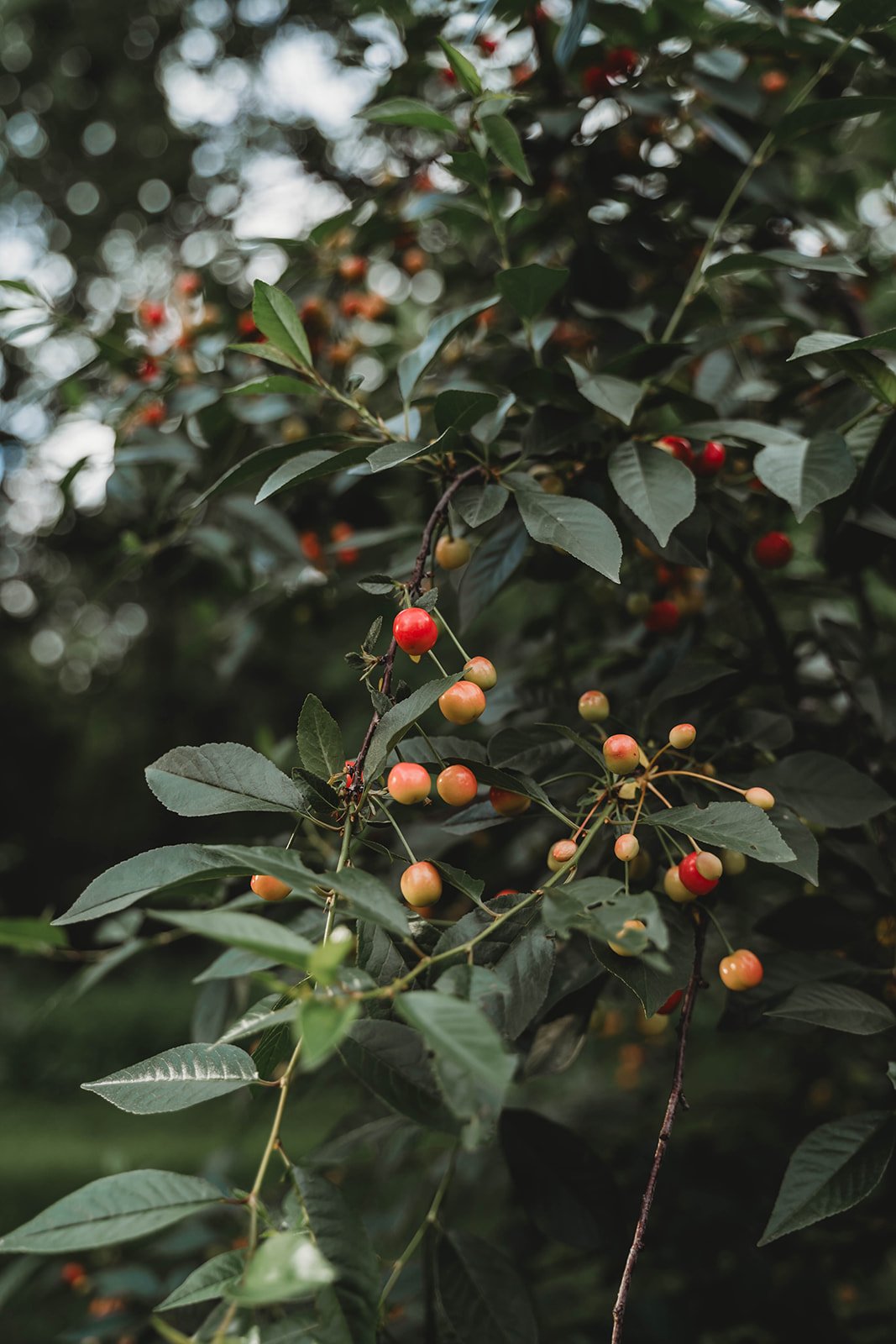 Fruit and Herb Foraging 2