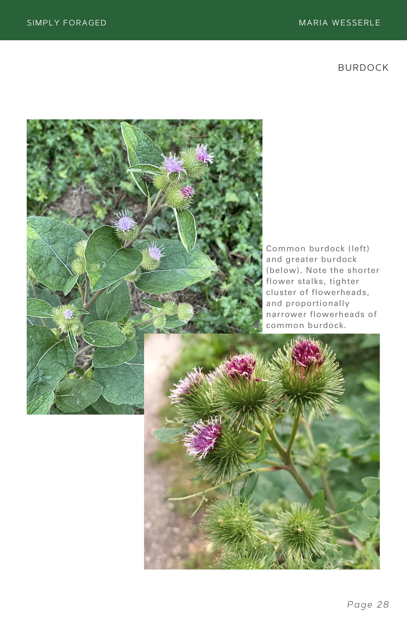 Burdock.png