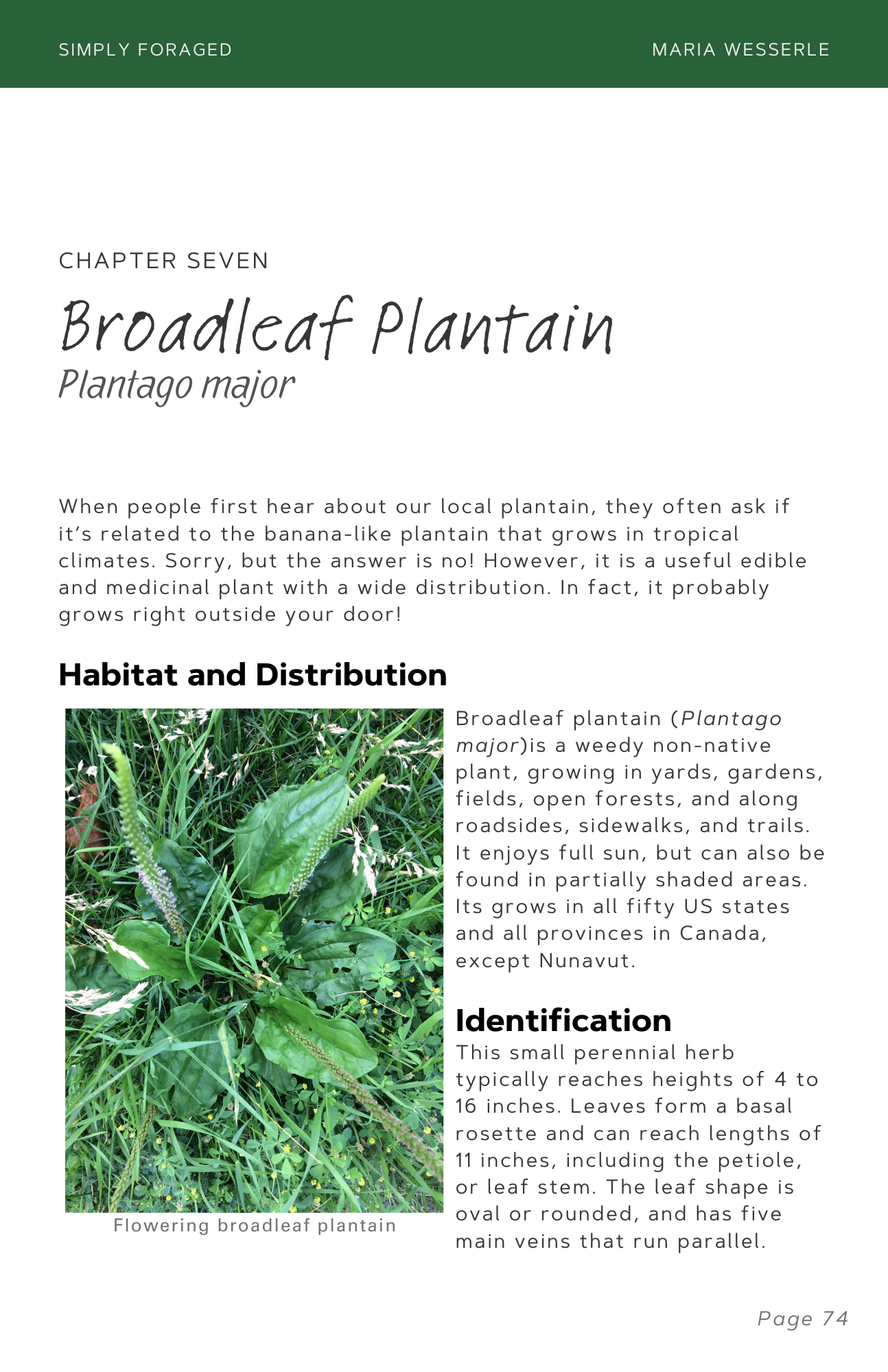 Broadleaf Plantain.png