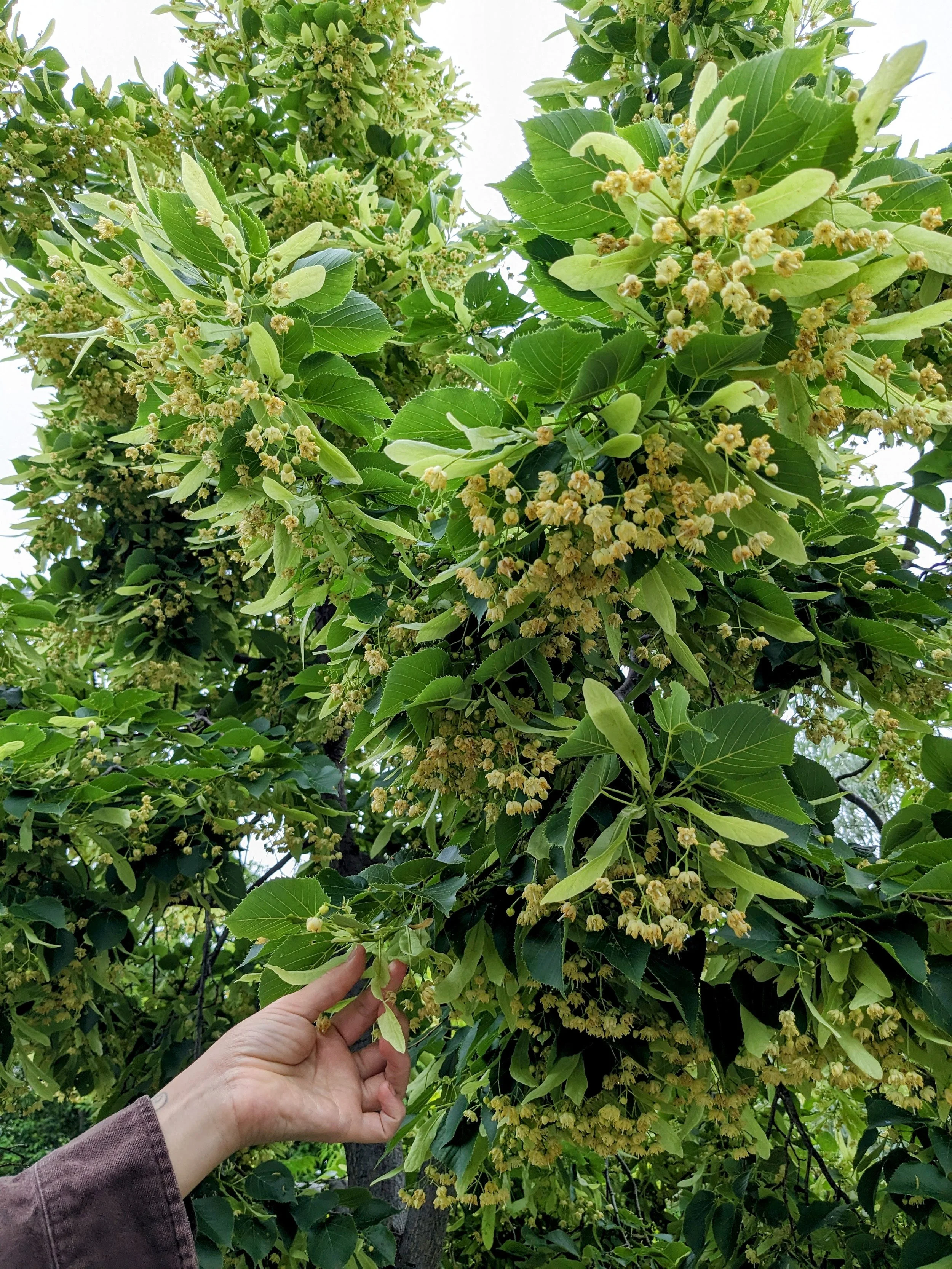 Plants for Perseverance During Difficult Times — Four Season Foraging
