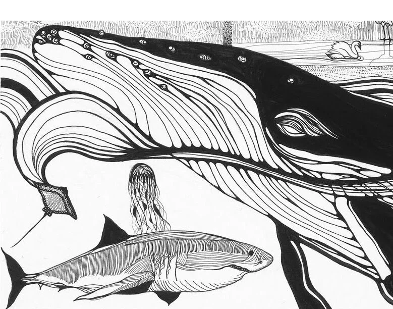 ANIMAL KINGDOM_WHALE.jpg