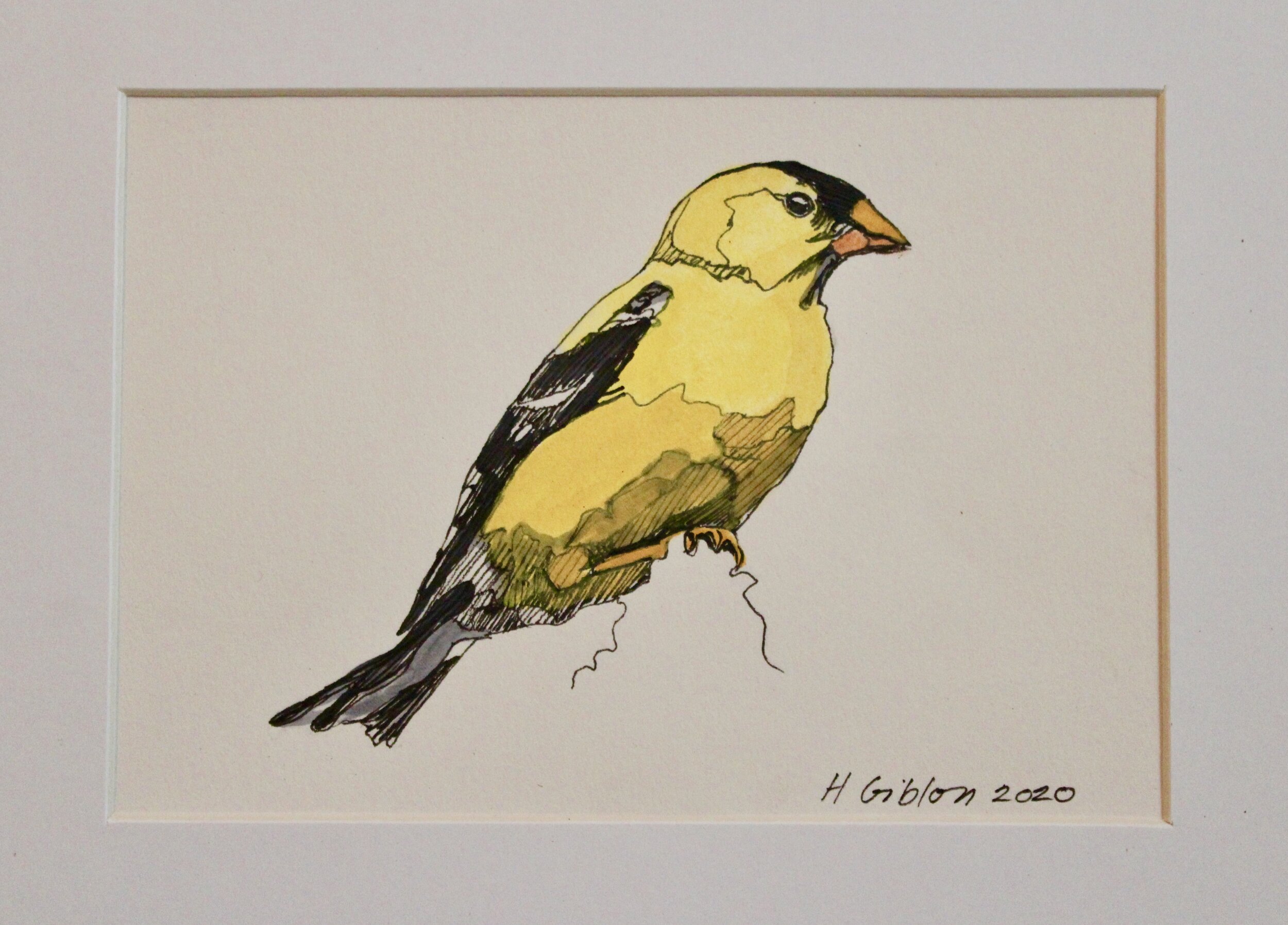 Yellow Finch 3