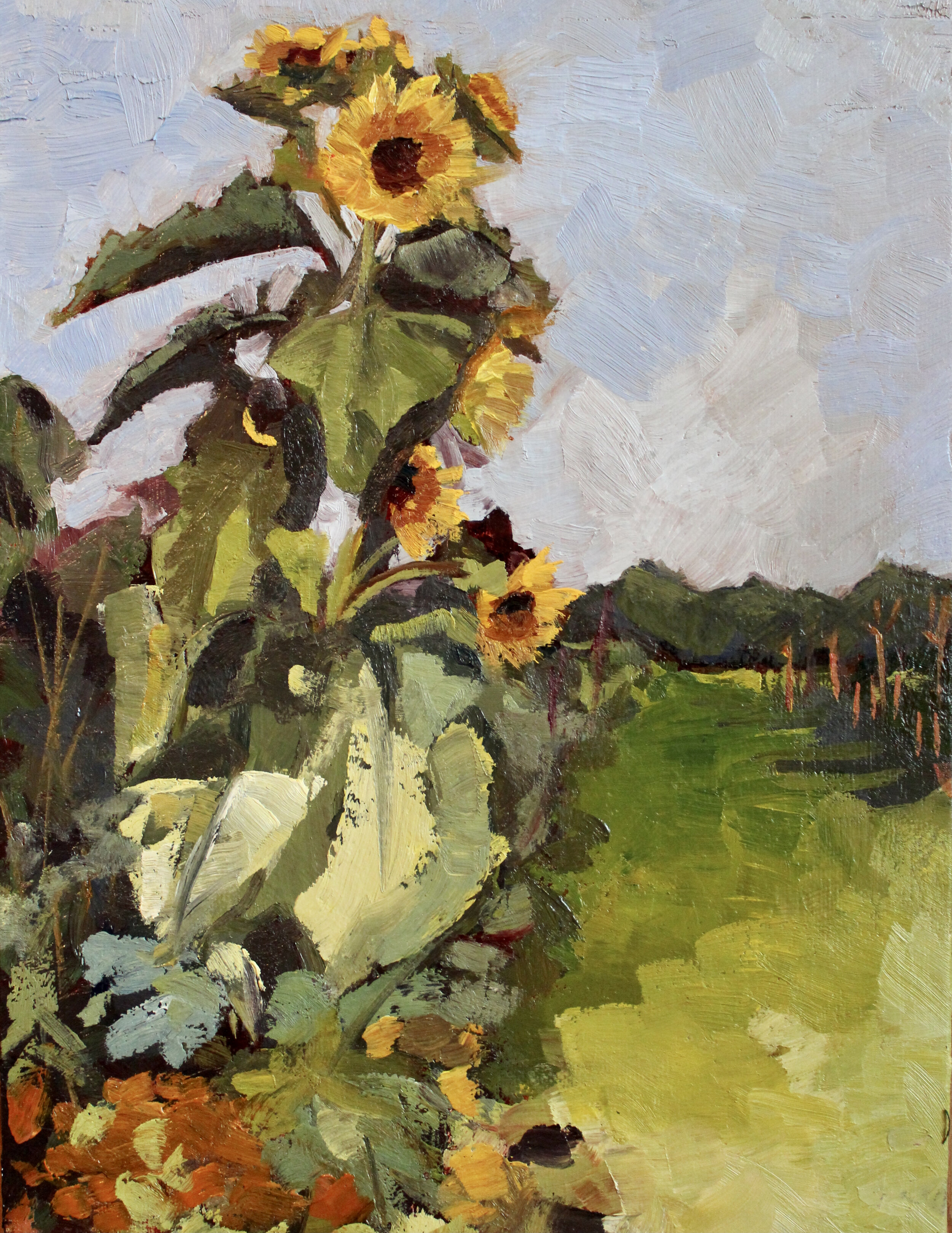 Phyllis Rawlinson Sunflowers