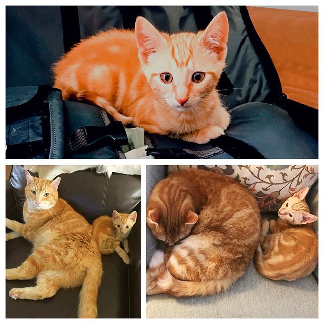 Gotta love it how animals take in others and treat them like their own babies. You’d never know they weren’t related. George is a great stepfather for little Gizmo 🐱. #veterinarian #veterinary #vetmedicine #vetmed #vet #cat #cats #catsofinstagram #cats_of_instagram #catstagram #tabbycat