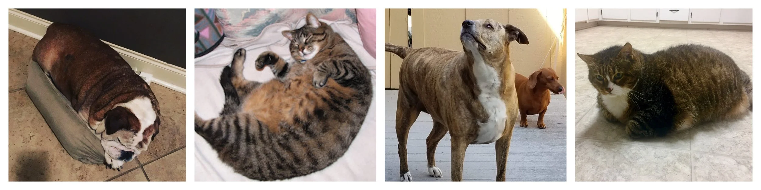 fat animals.jpg