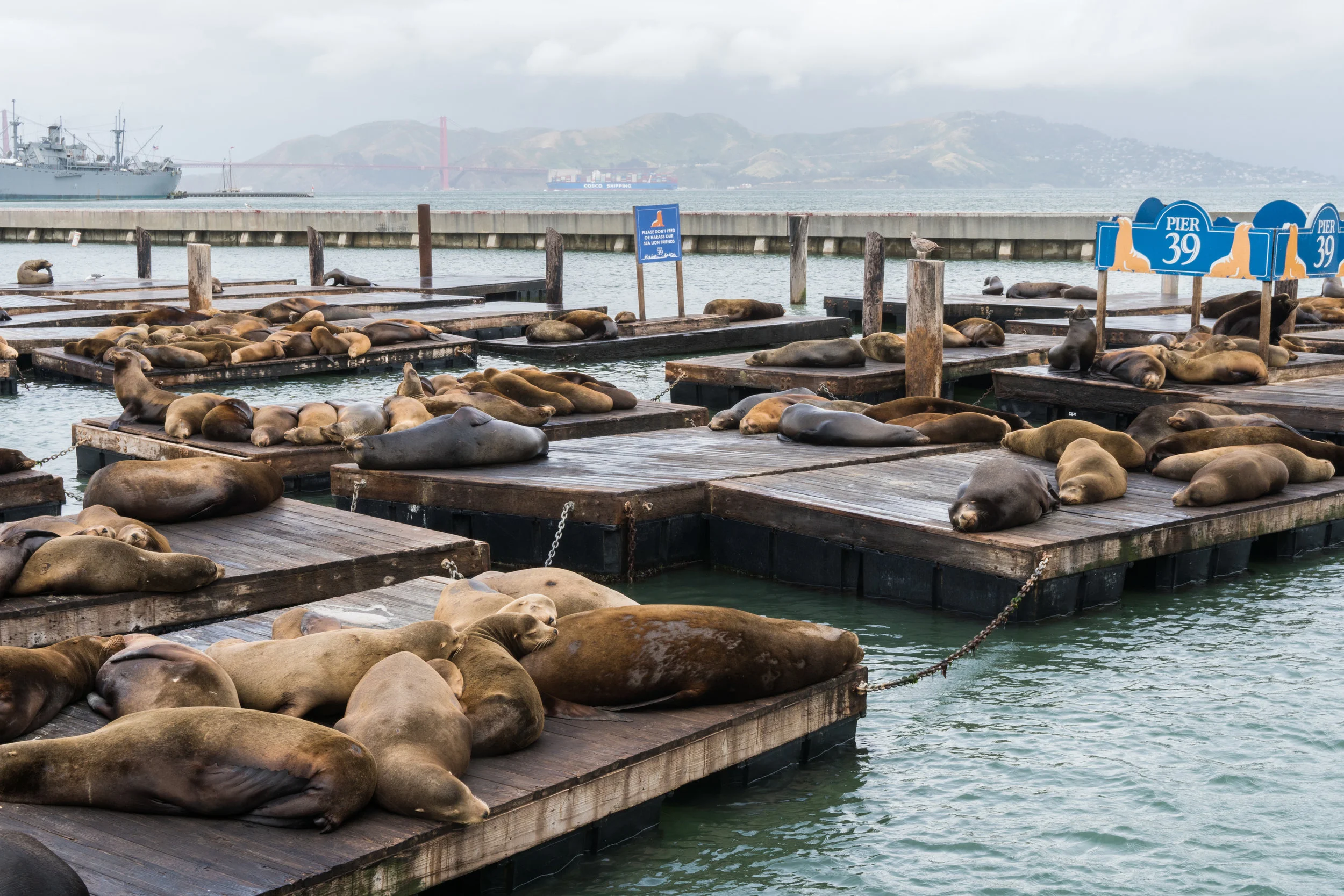 San Francisco d2-12.jpg