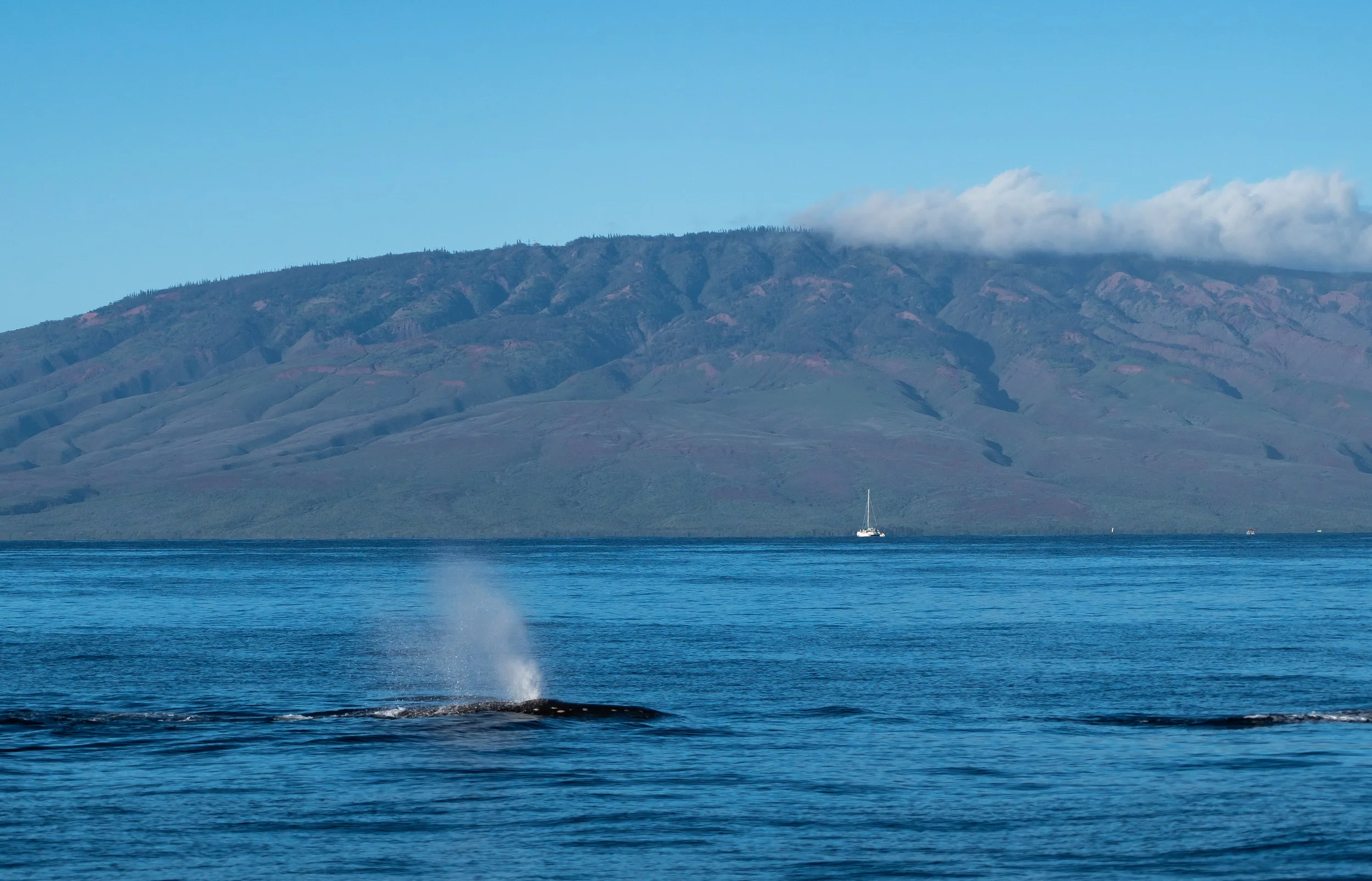 Maui-00047.jpg