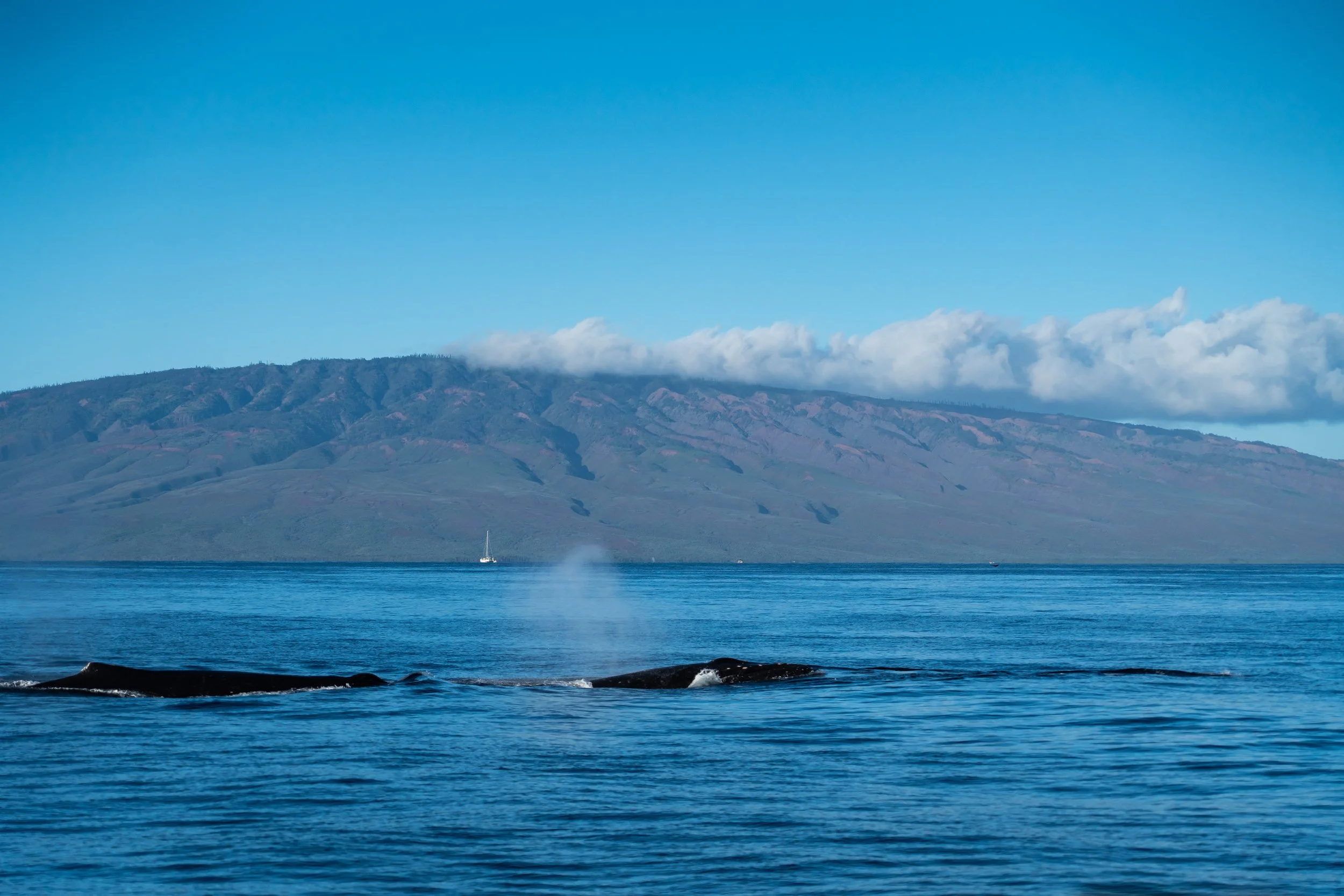 Maui-00049.jpg