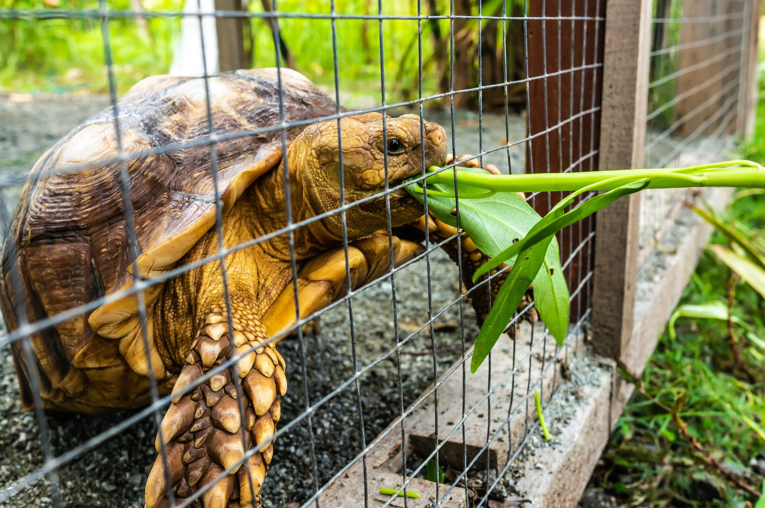 Bohol-14.jpg