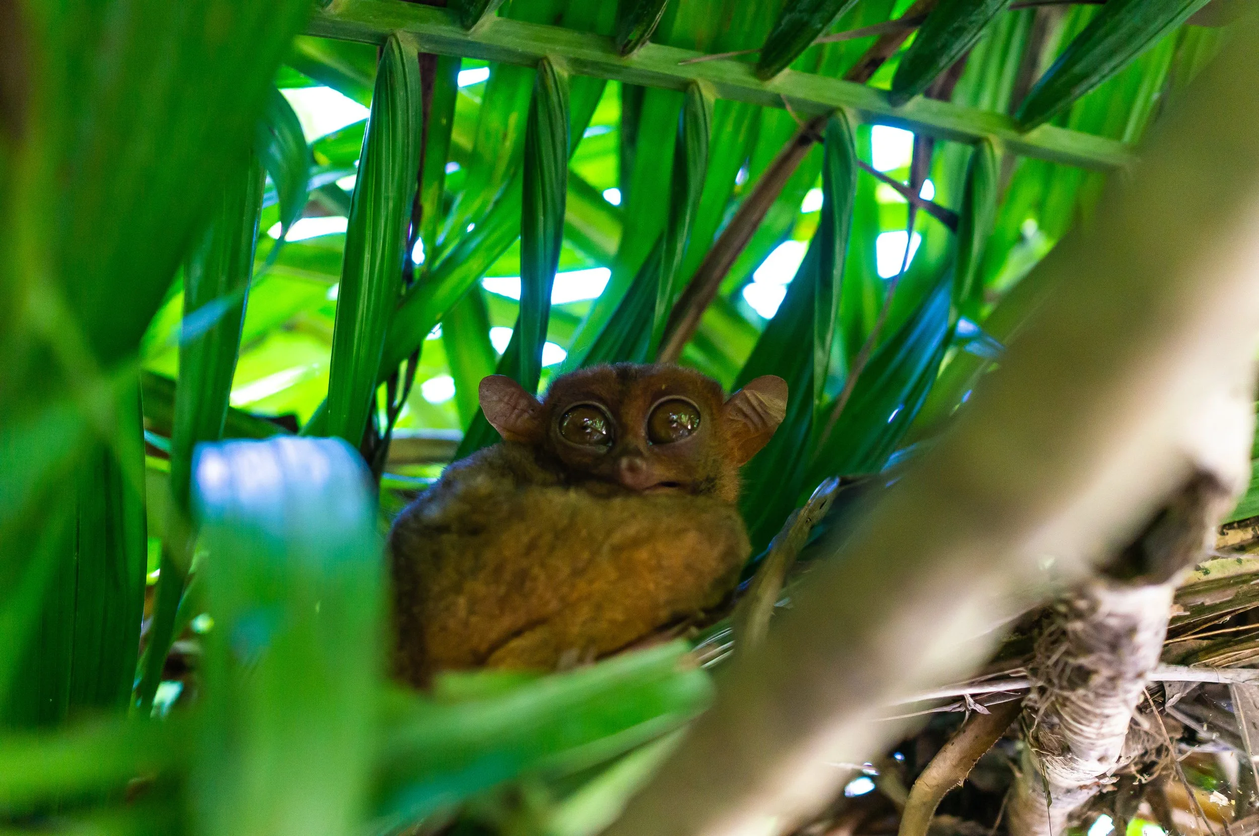 Bohol-49.jpg