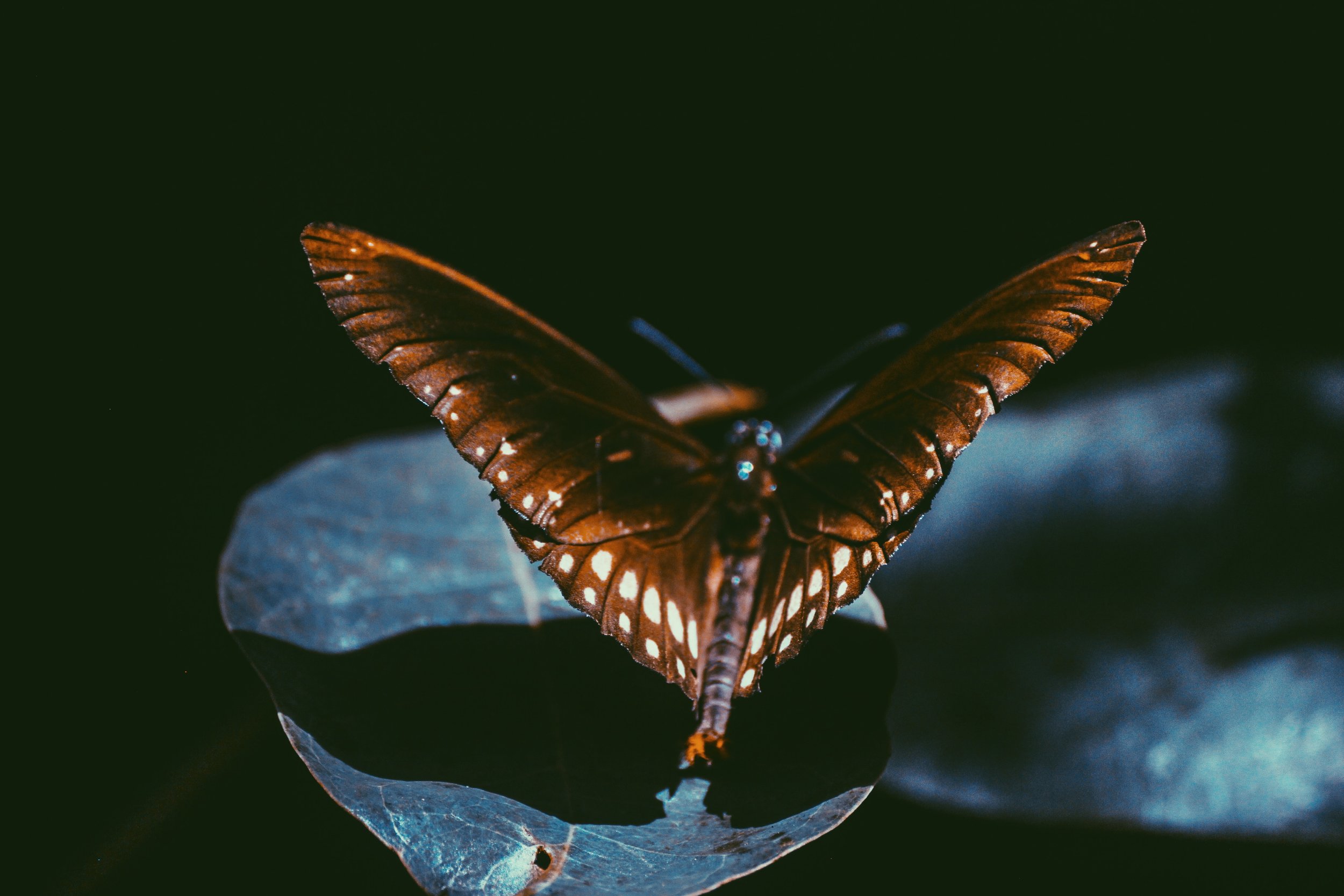 butterfly-close-up-dark-1385761.jpg