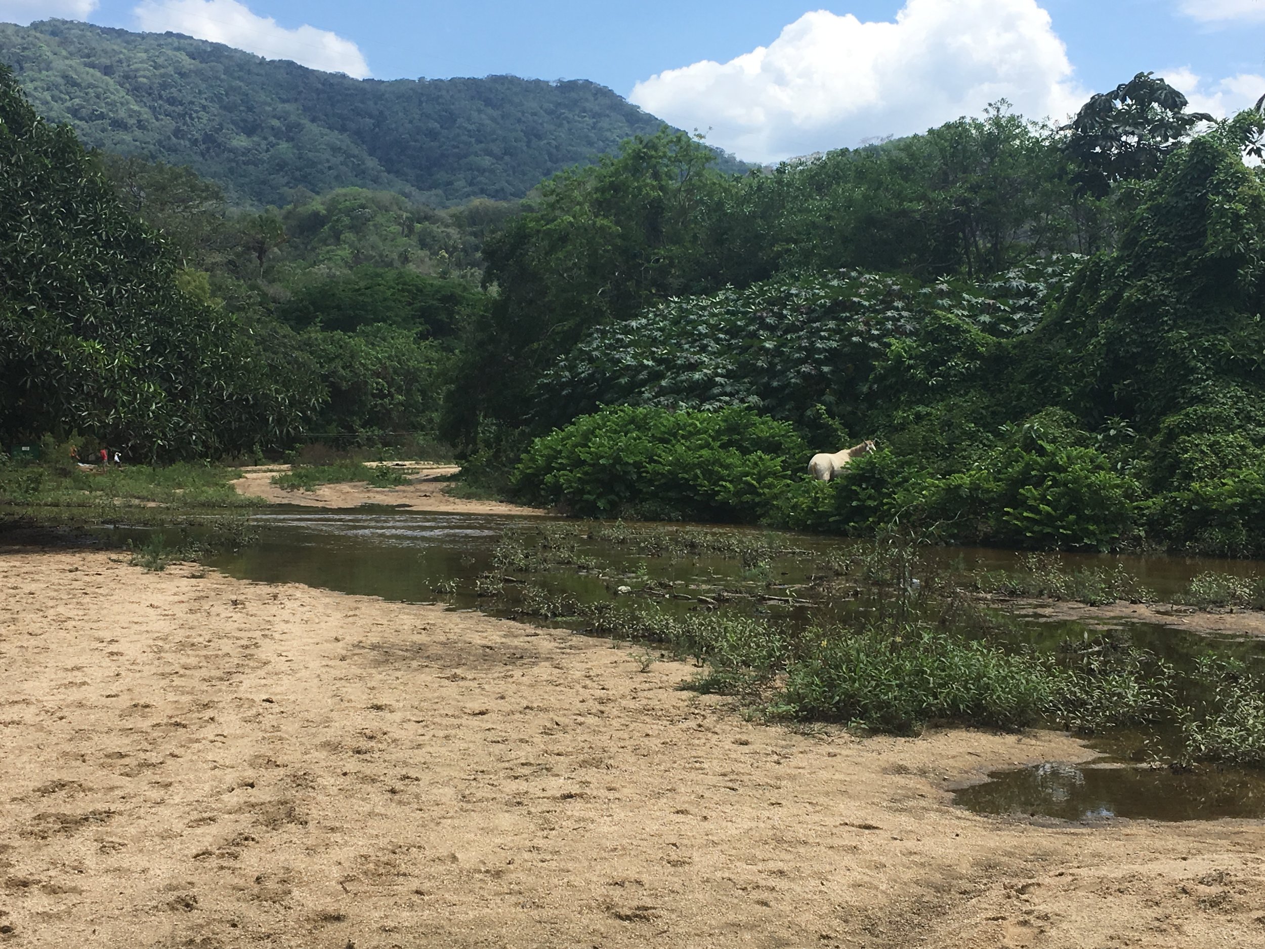  Spot the horse on the way to the local waterfall. 