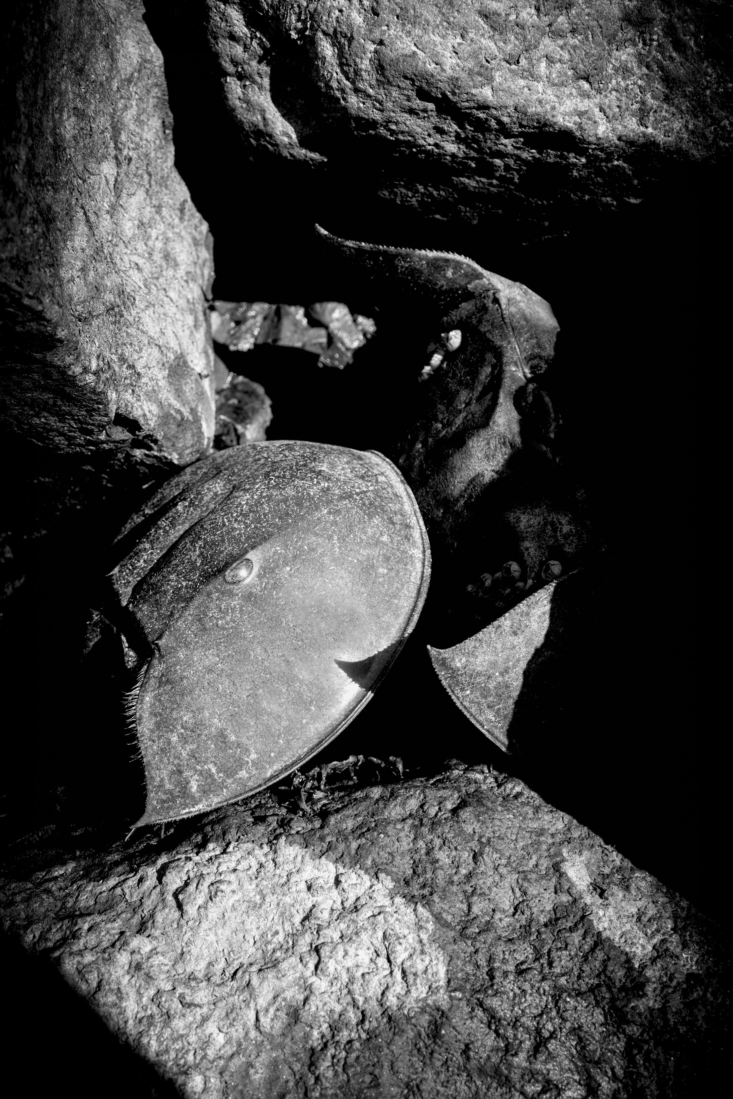 Limulus. Deborah Goudreault.jpeg_.jpg