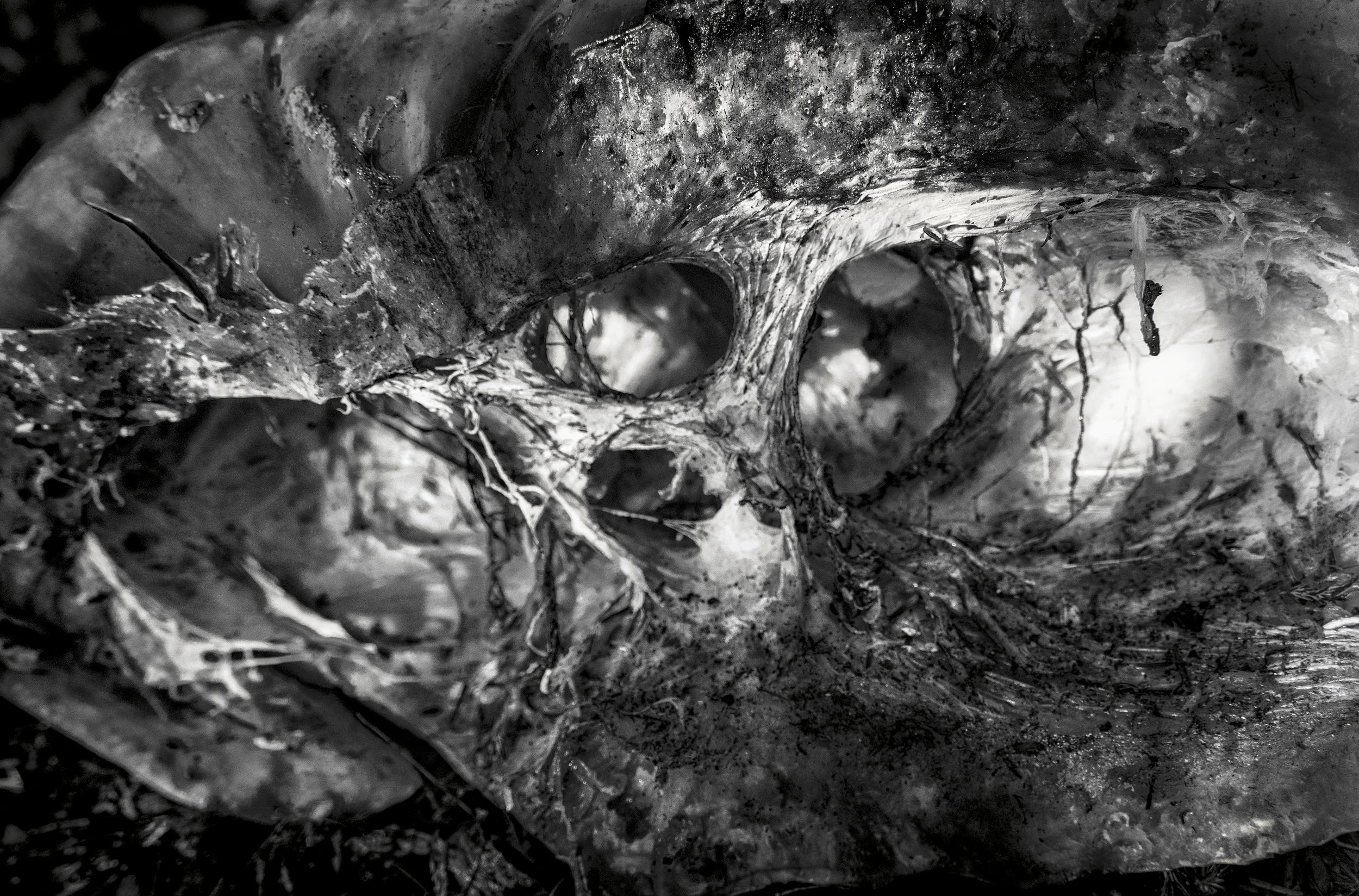 SKULL ORACLE: Advancing a Human Form with Cosmic Dimensions