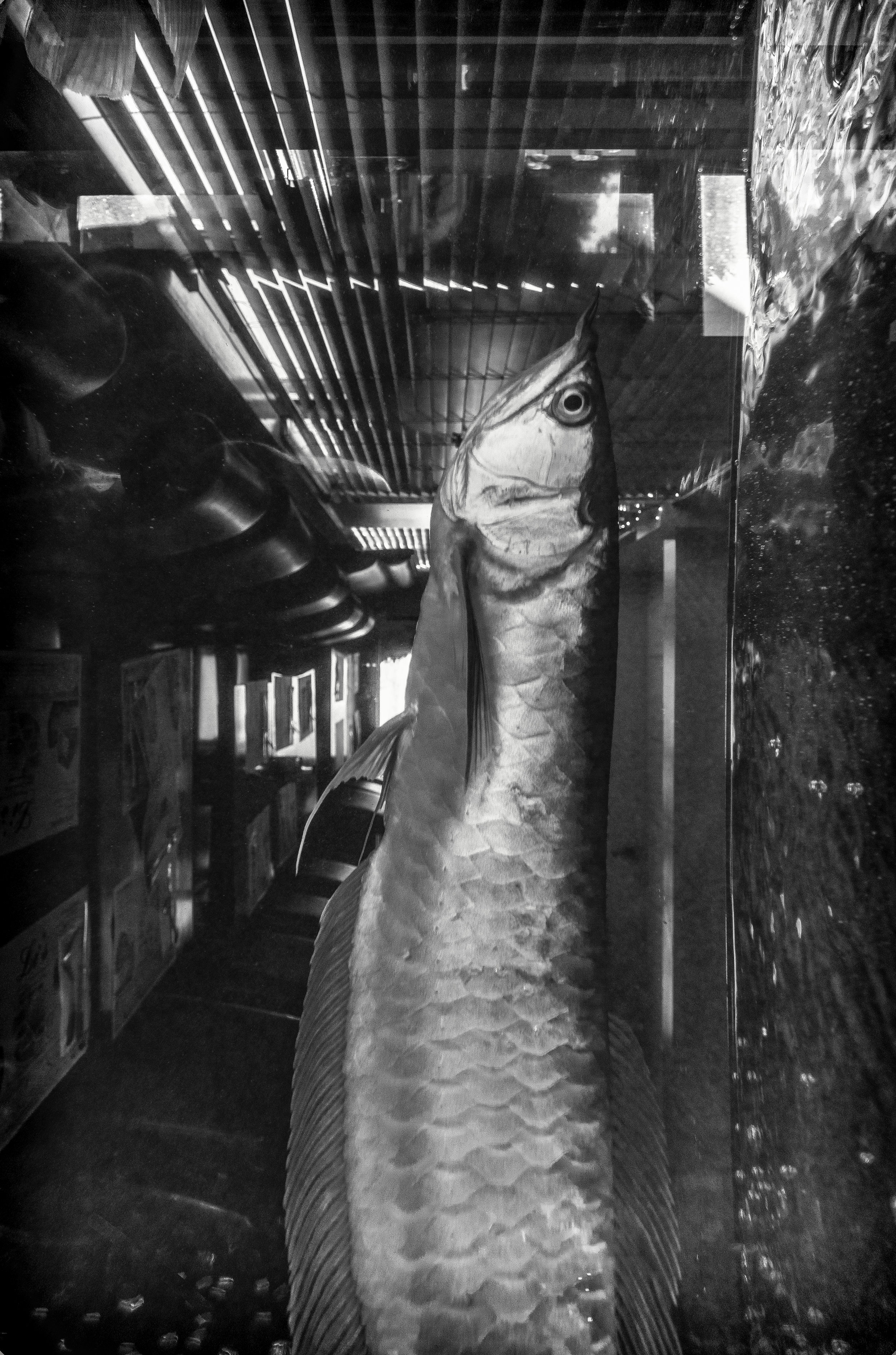 Preview+Arowana+LMI+copyright2019+Deborah+Goudreault_.jpg