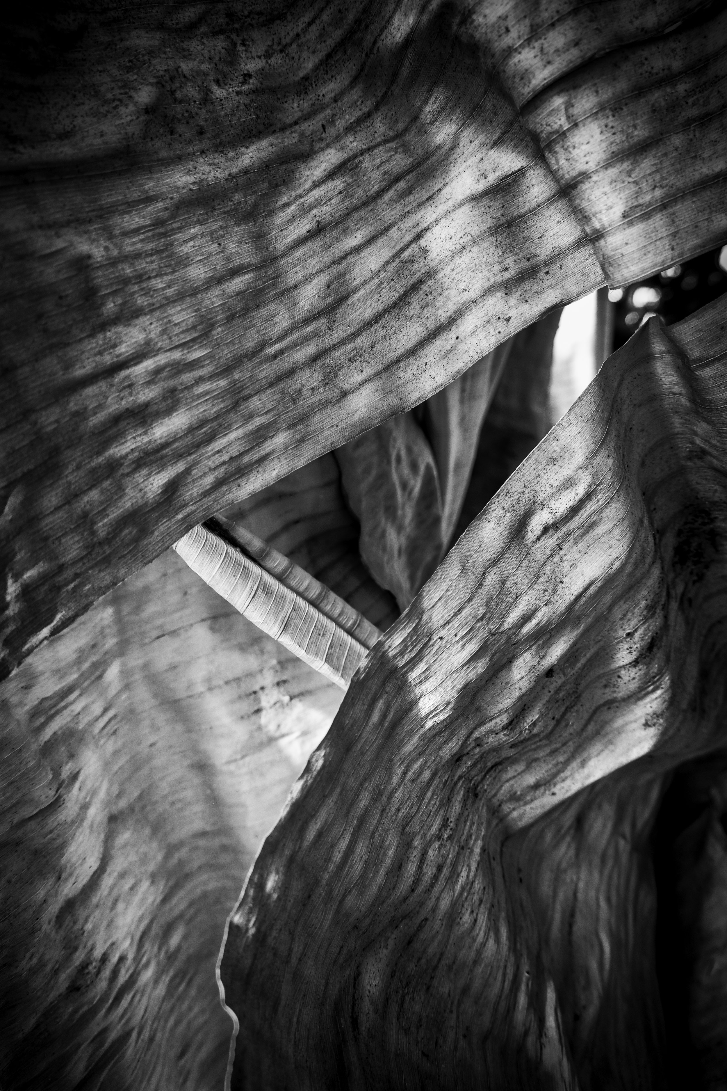 The Light Behind the Veil