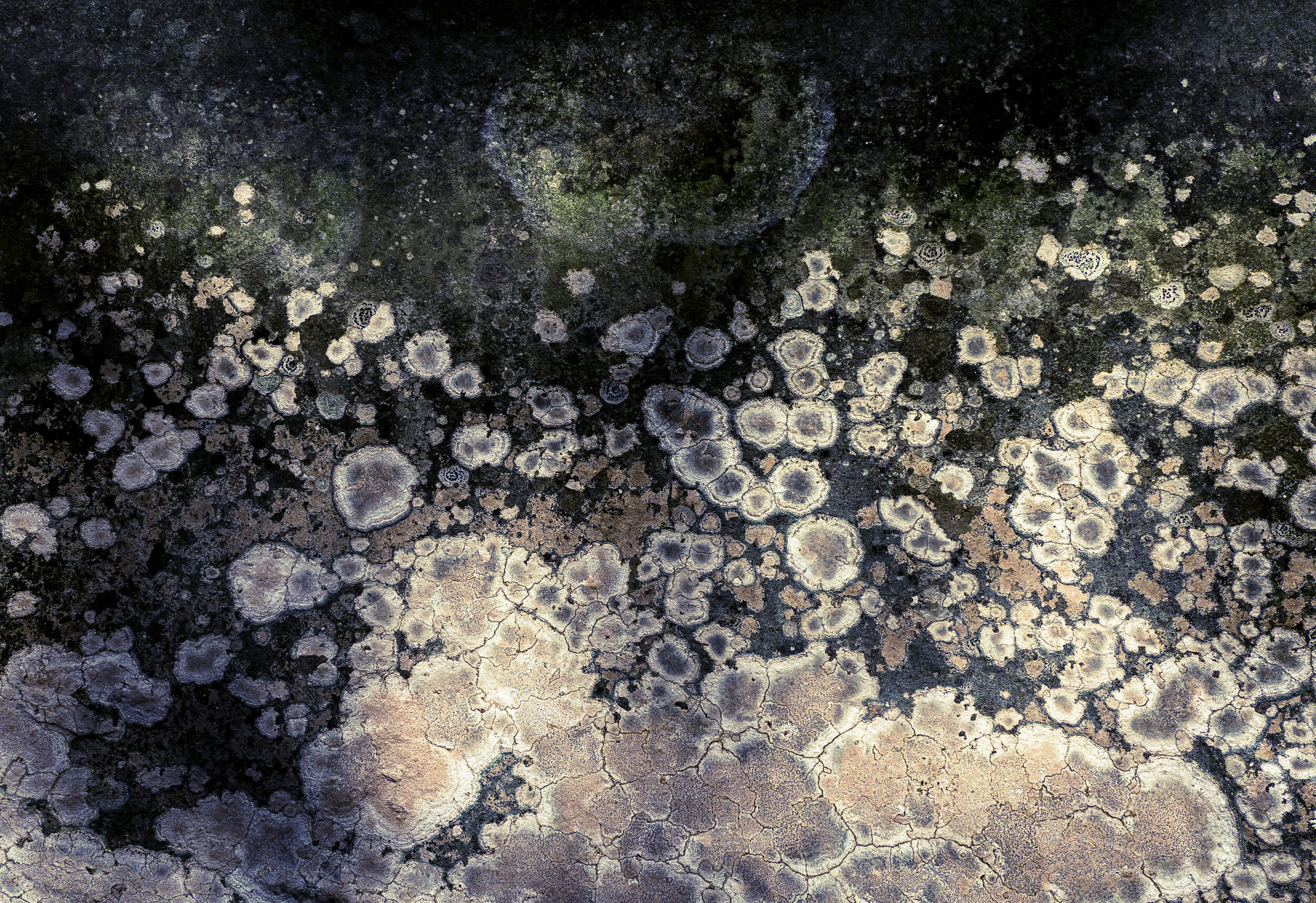 Sun Seeds VII: Healing Earth