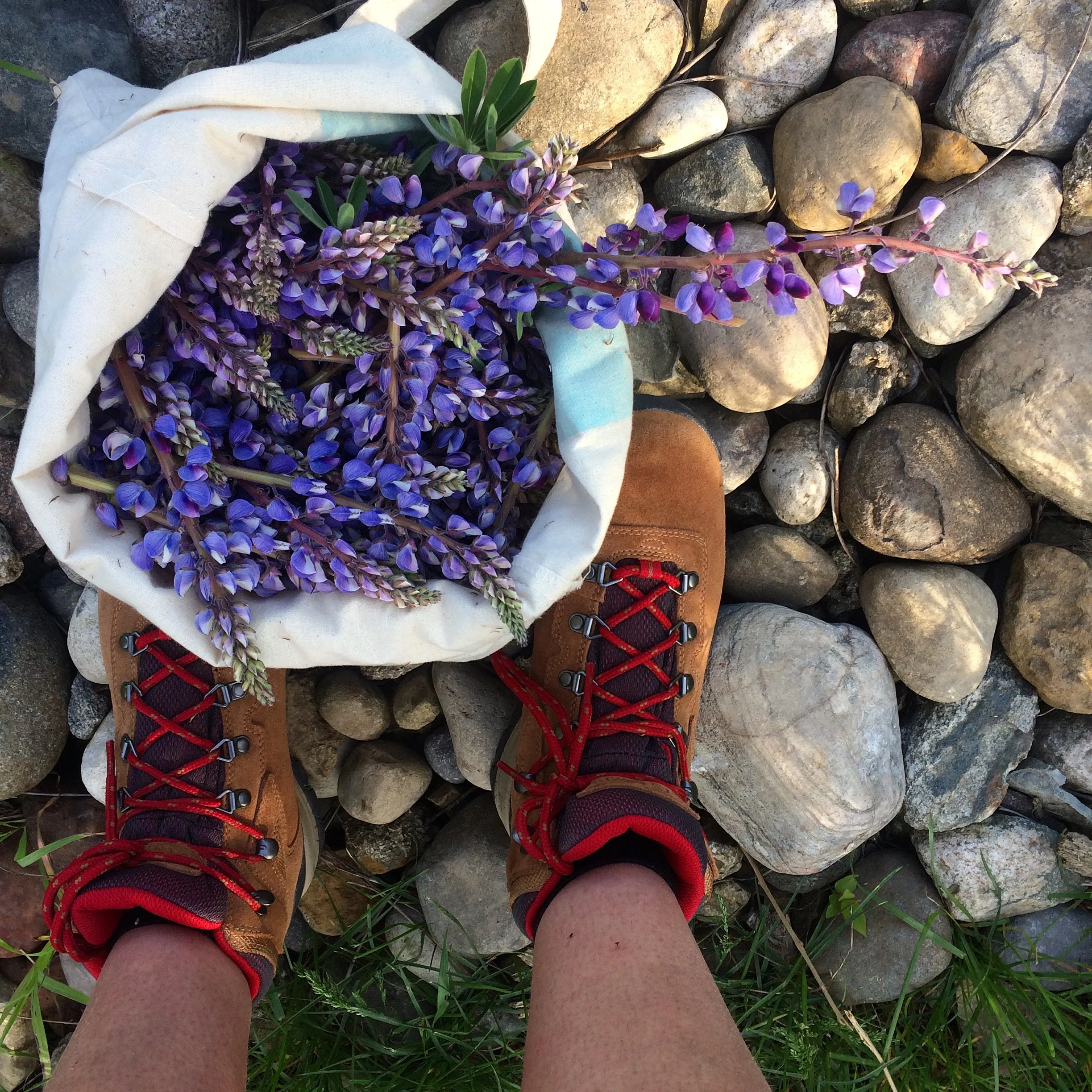 Lupine Harvest