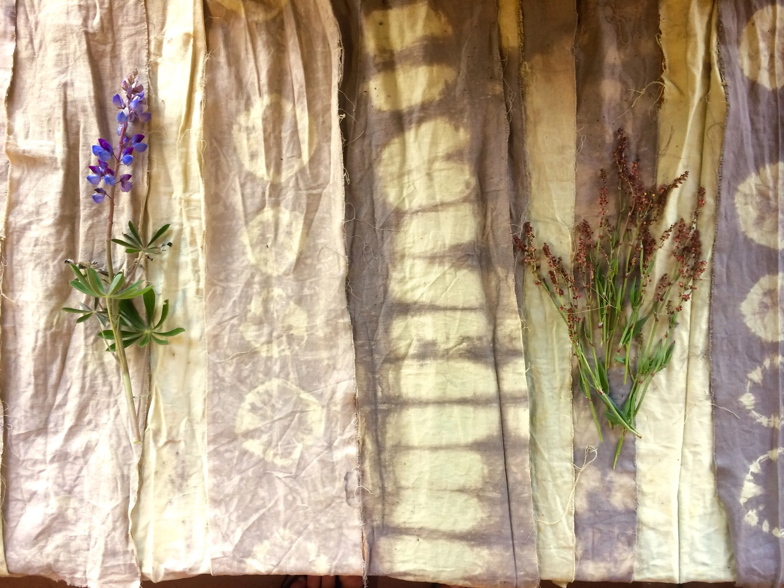 Lupine and Sheep Sorel, cotton strips patterned in an iron afterbath