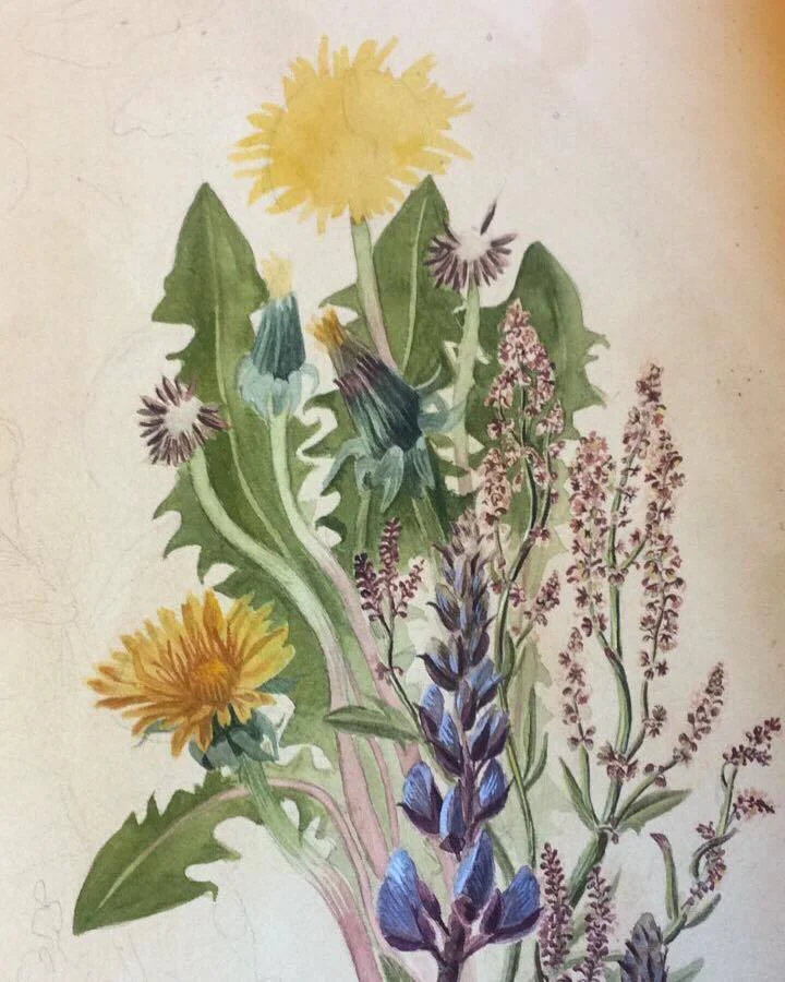 dandelions in !
