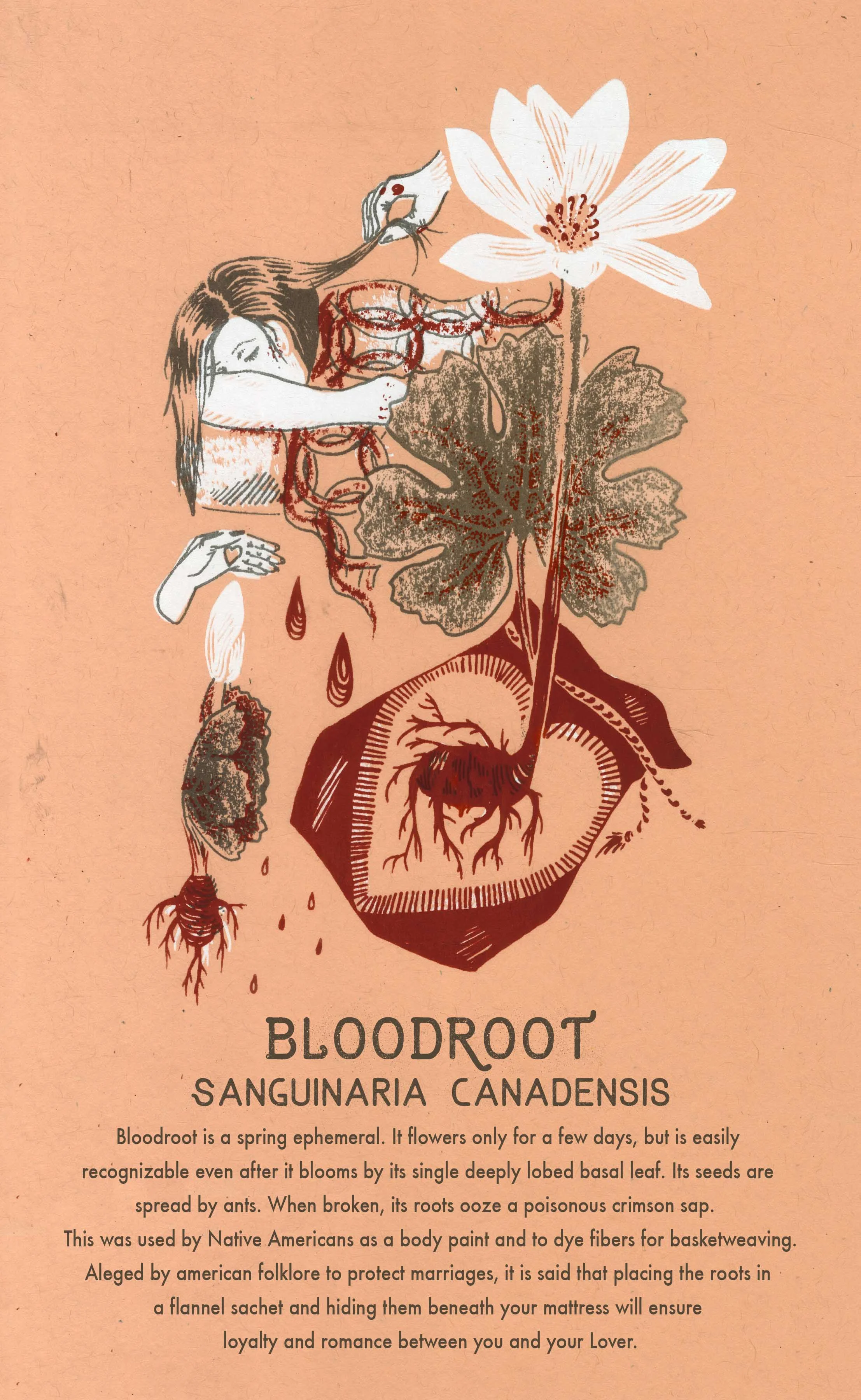 Bloodroot