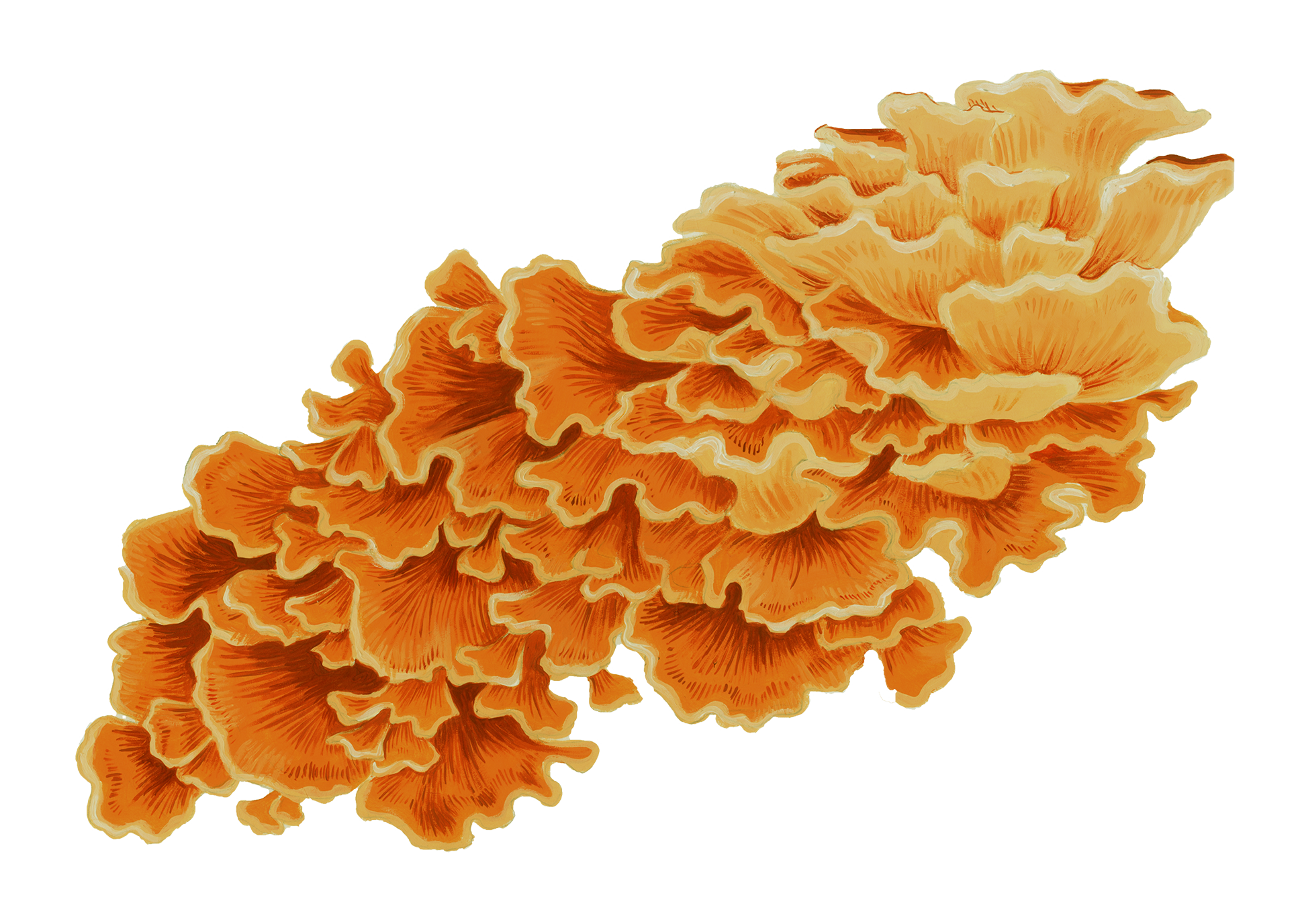 Chicken of the Woods