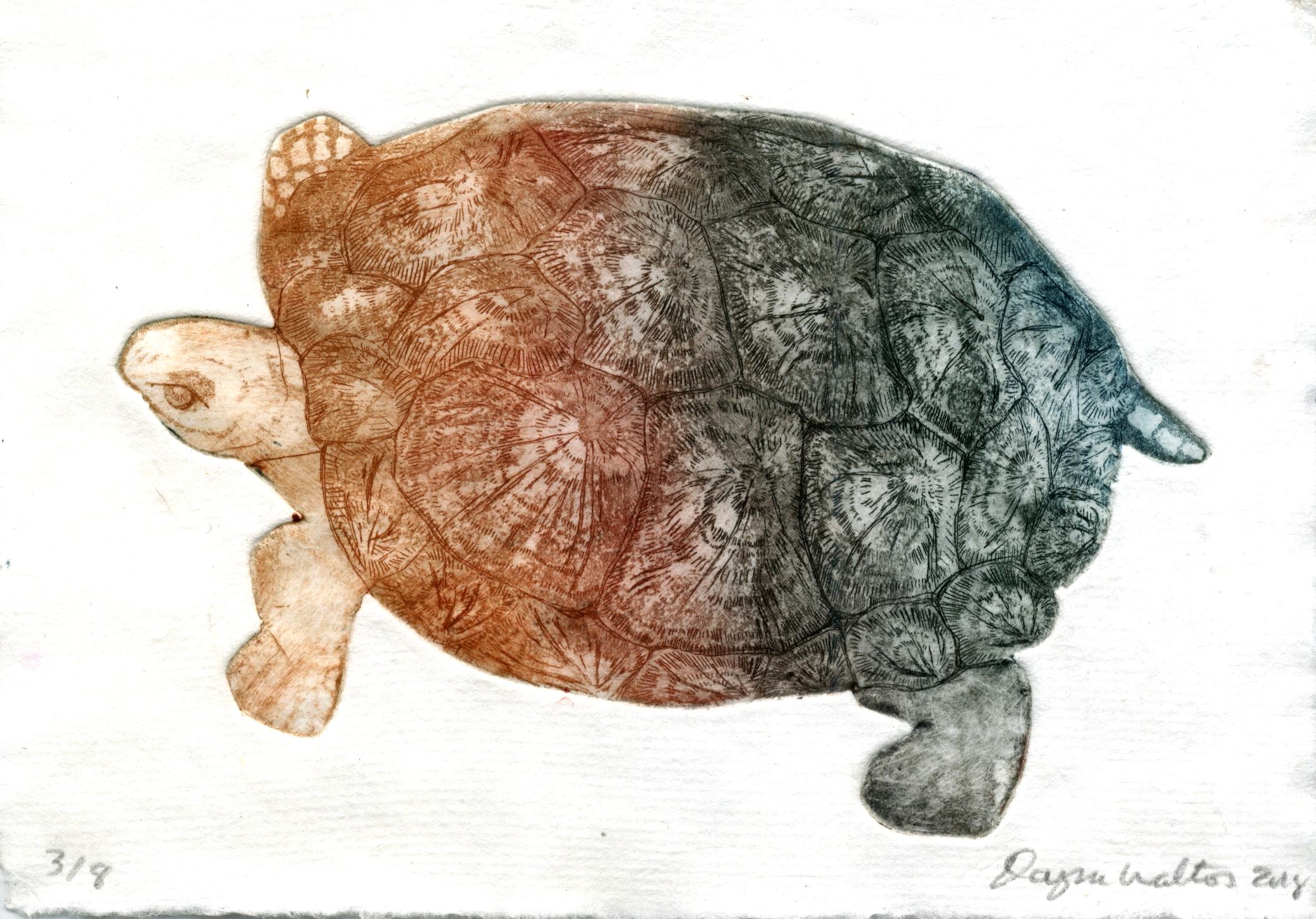 turtle.png