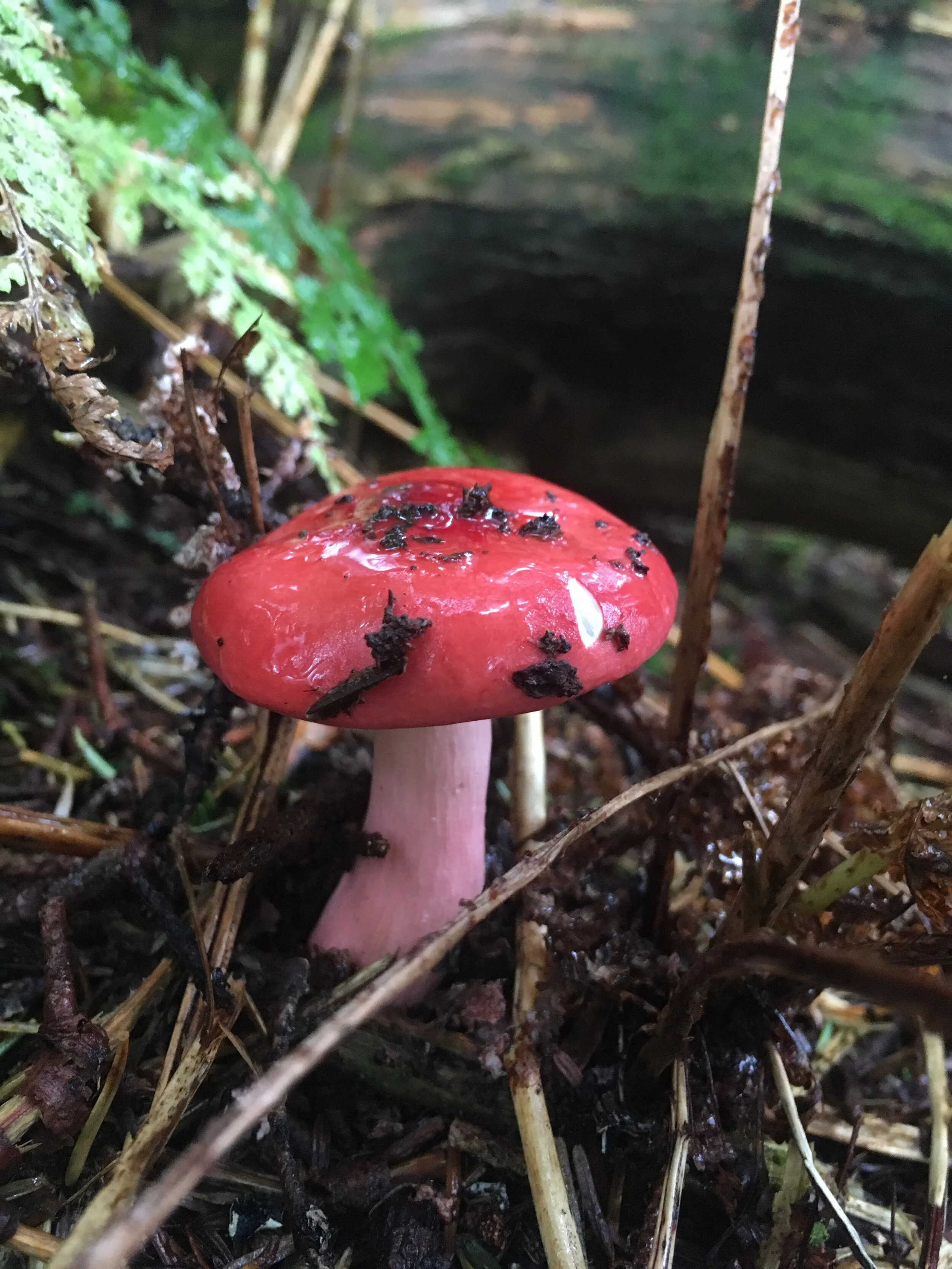Clingman's Dome