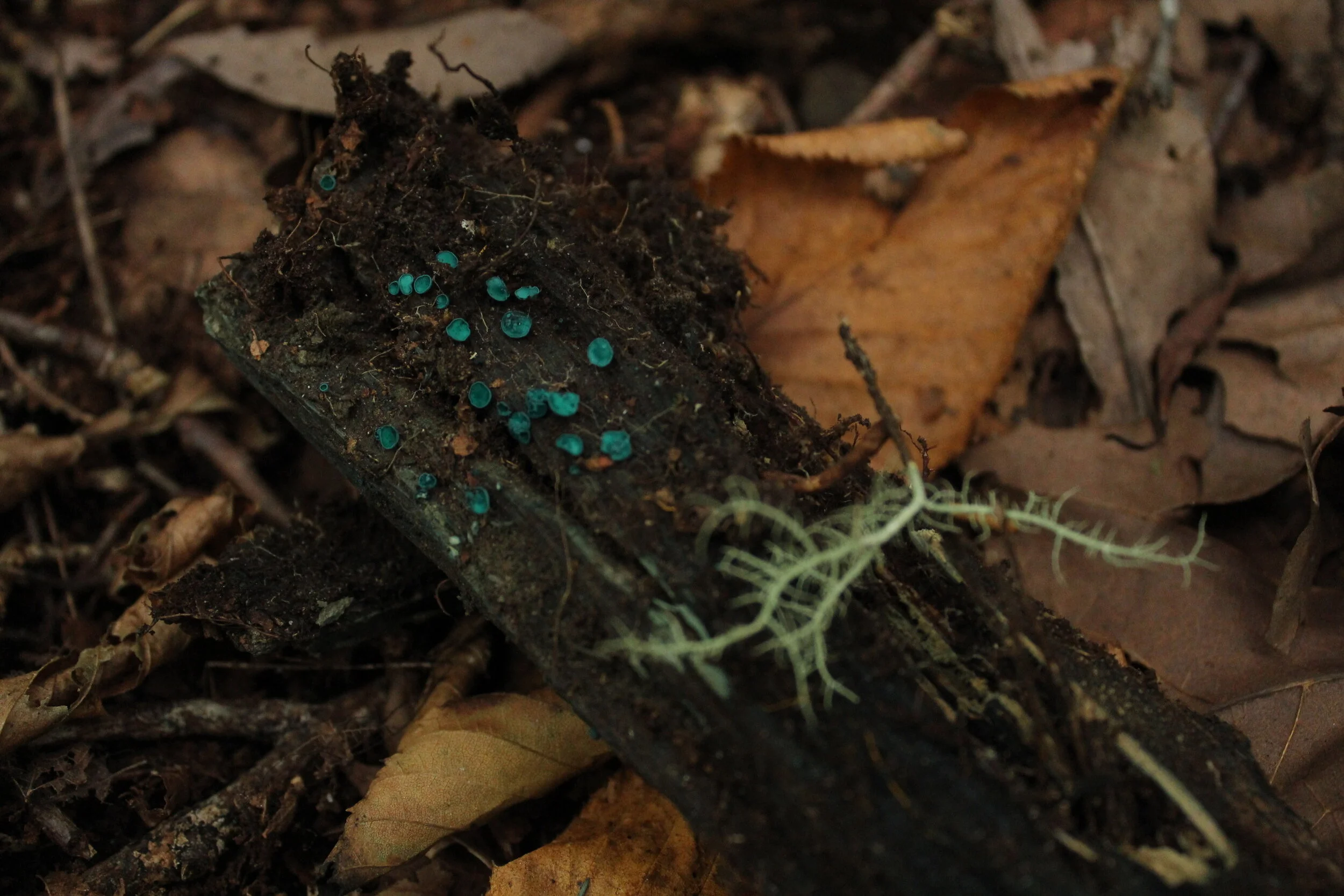 Kephart Prong Trail, NC