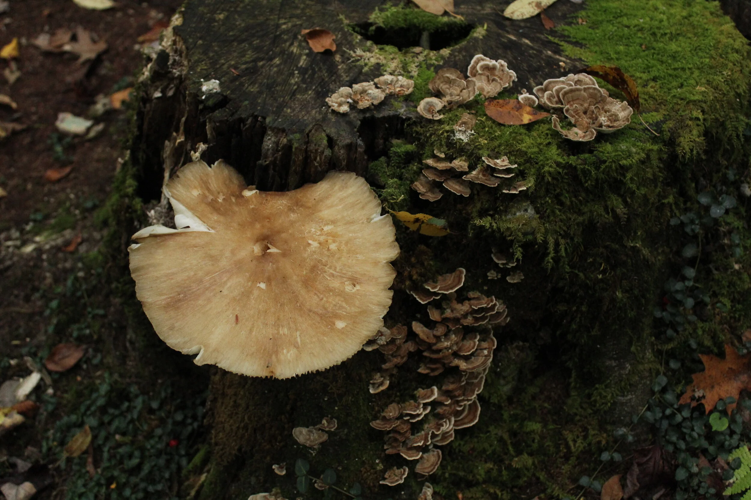 Kephart Prong Trail, NC