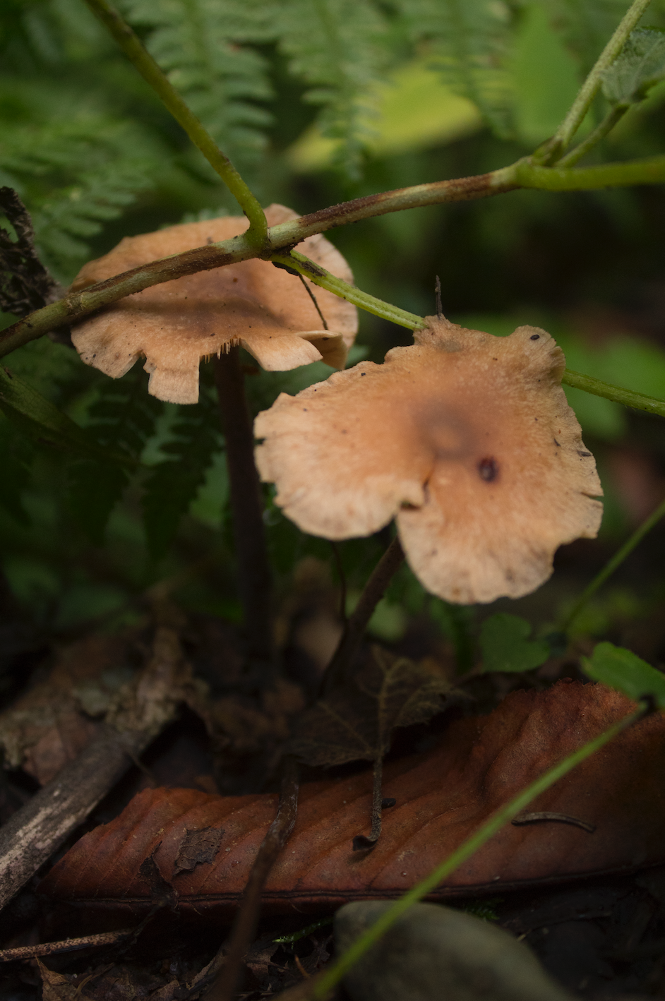 Screen Shot 2019-11-04 at 11.53.13 PM.png