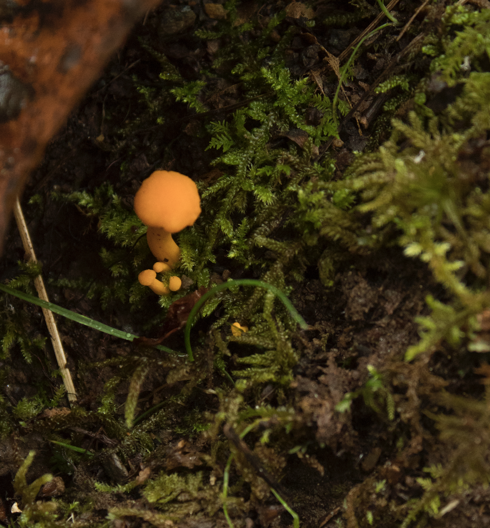 Screen Shot 2019-11-04 at 11.55.10 PM.png