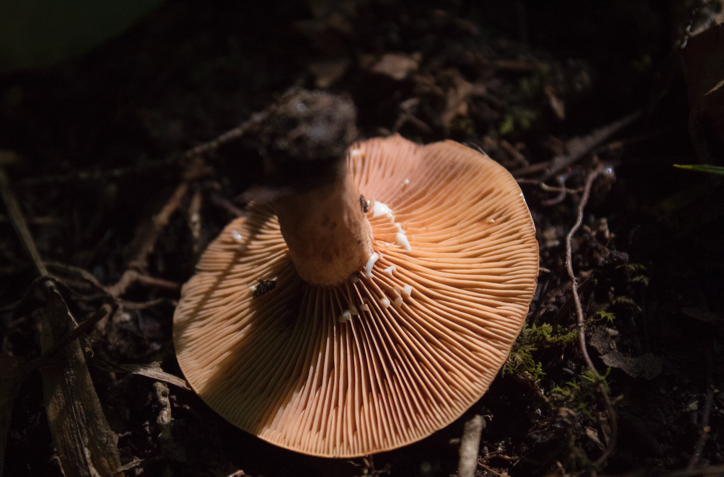 Grapeyard Ridge Trail, Greenbrier