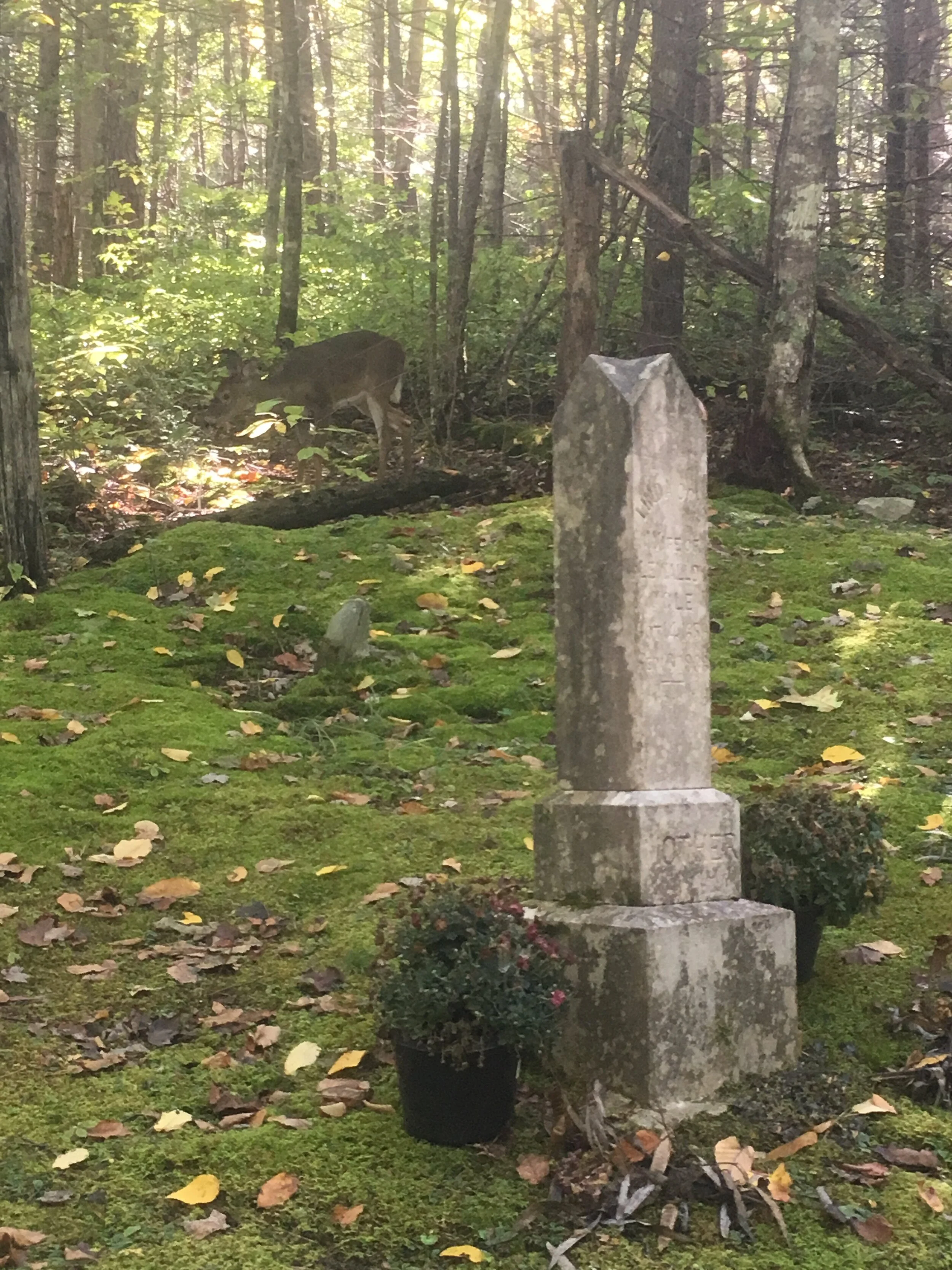 Spruce Flats Cemetery, TN