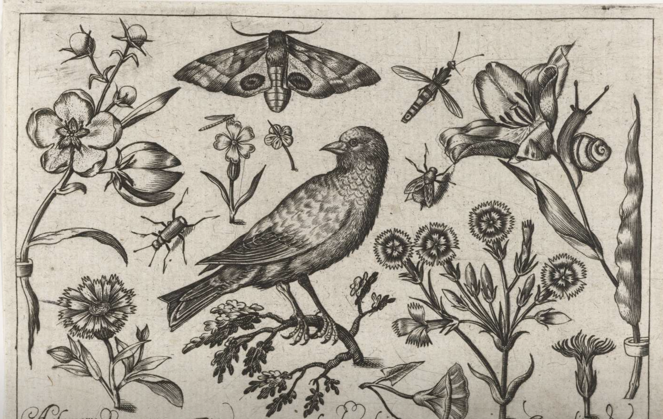 Bloemen, insecten, nachtpauwoog en een kraai, Assuerus van Londerseel, 1594 engraving. Click here to view more