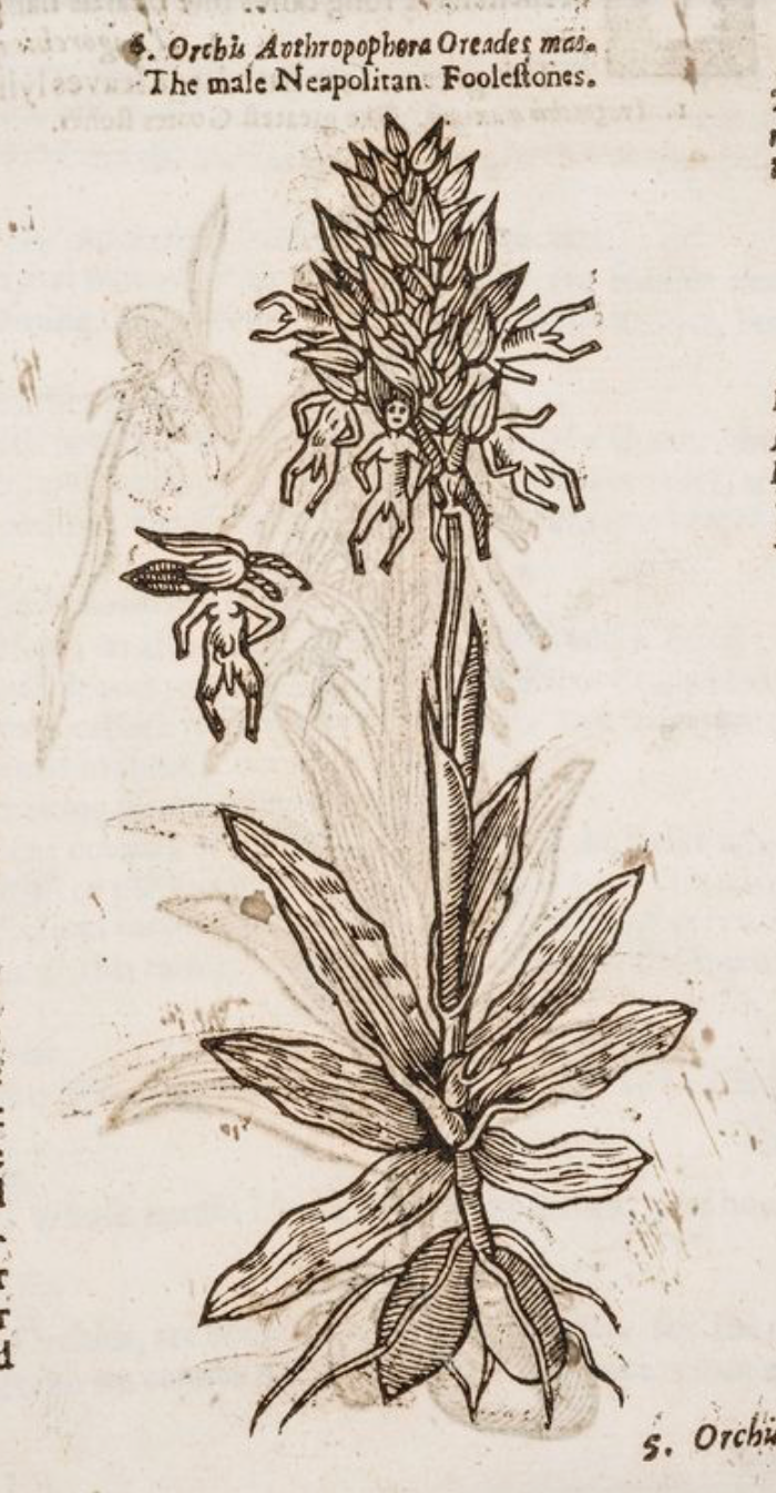 John Parkinson | Theatrum Botanicum | ‘man orchid’ (Orchis anthropophora) (1640)