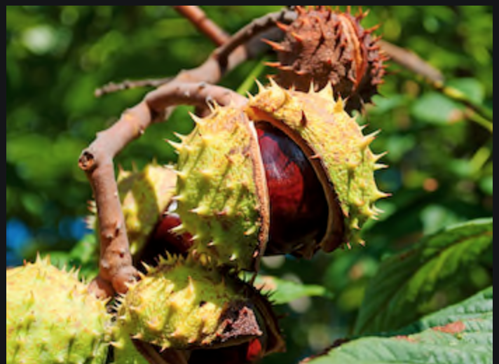 Screen Shot 2020-06-03 at 11.34.23 AM.png