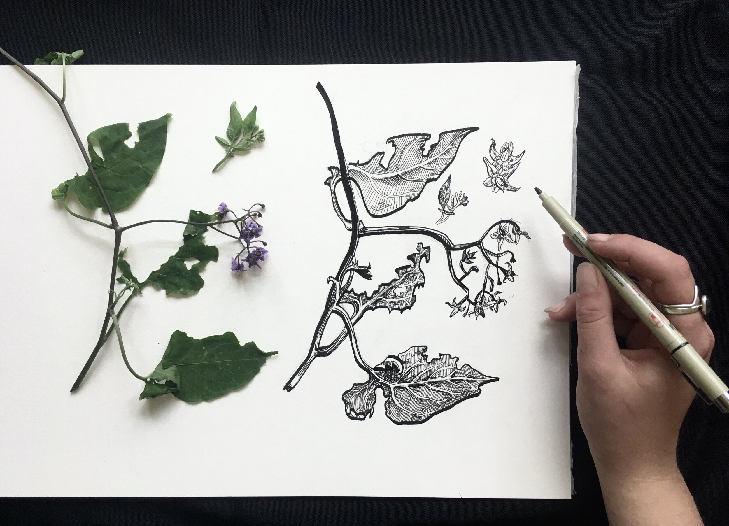 Welcome to Watercolor: A Beginners Guide to Contemporary Botanical