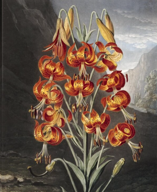 The Superb Lily. Robert John Thornton, 1807