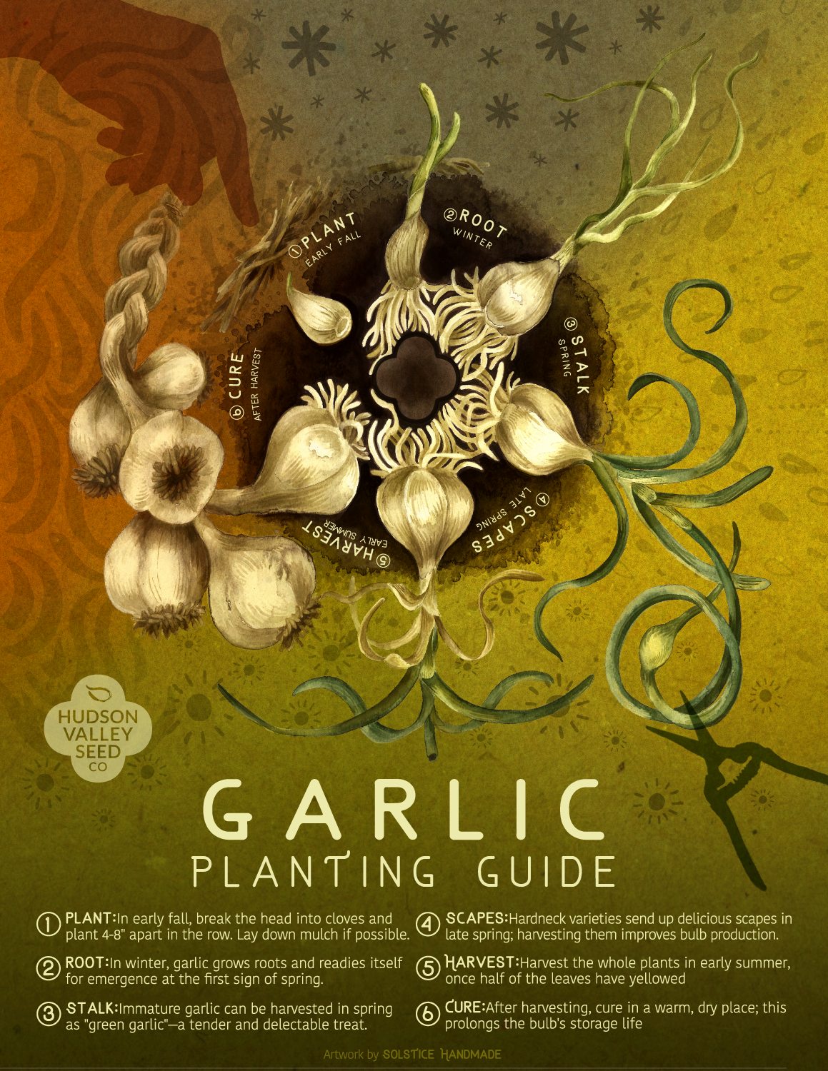 Garlic Planting Guide for Hudson Valley Seed Company