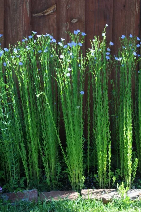 flax.jpg