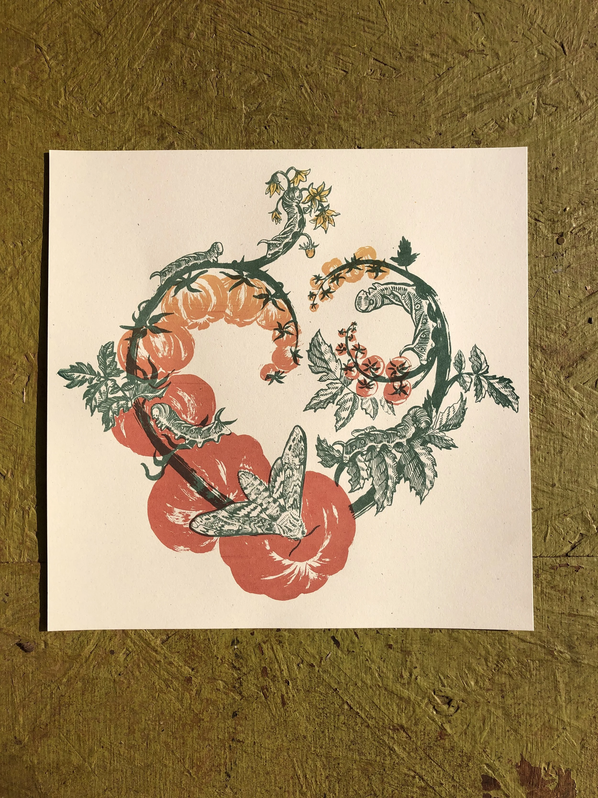 9walton - tomato worm print.JPG