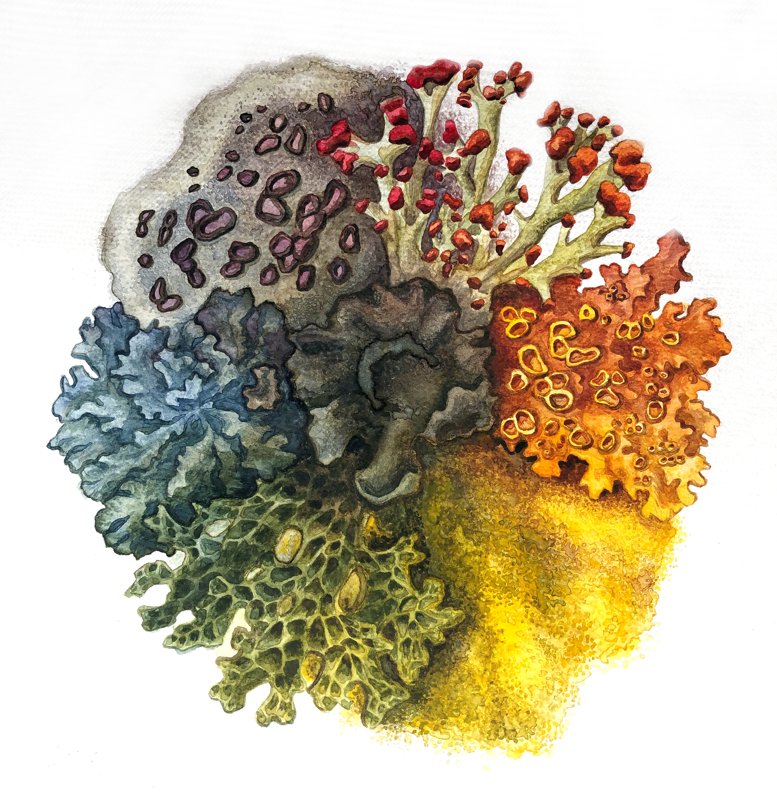 lichen color wheel .png