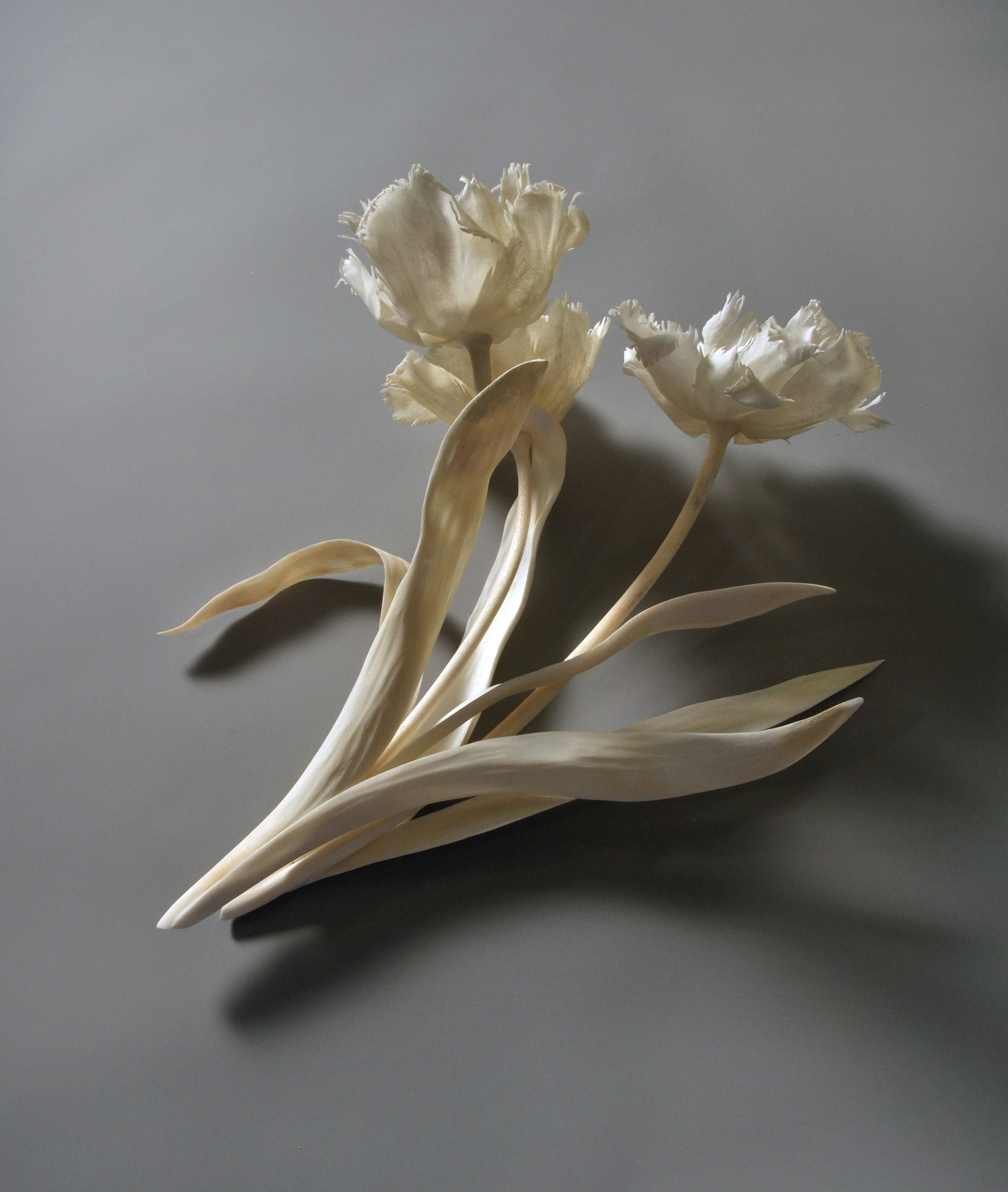Tulipa Bunch, 2013
